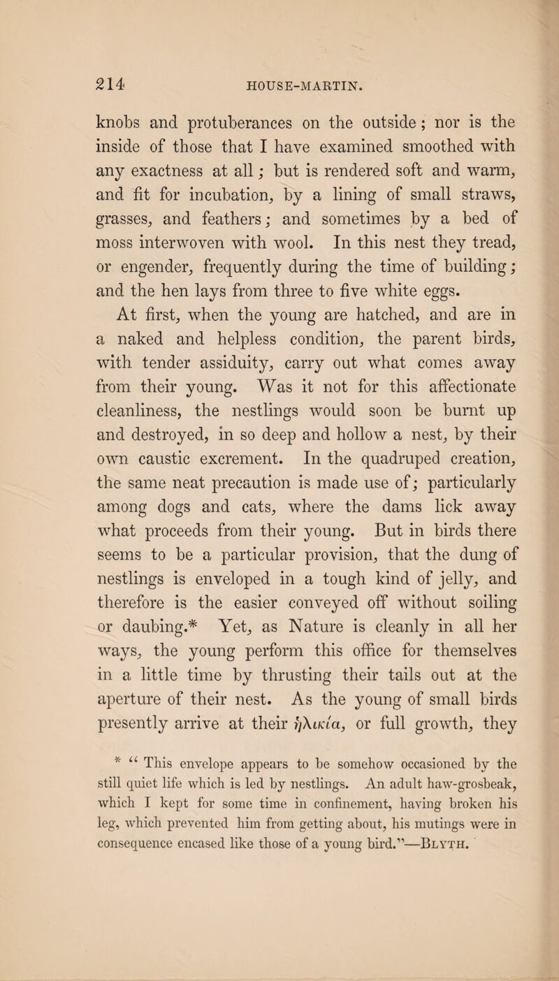 knobs and protuberances on the outside; nor is the inside of those that I have examined smoothed with any exactness at all; but is rendered soft and warm, and fit for incubation, by a lining of small straws, grasses, and feathers; and sometimes by a bed of moss interwoven with wool. In this nest they tread, or engender, frequently during the time of building; and the hen lays from three to five white eggs. At first, when the young are hatched, and are in a naked and helpless condition, the parent birds, with tender assiduity, carry out what comes away from their young. Was it not for this affectionate cleanliness, the nestlings would soon be burnt up and destroyed, in so deep and hollow a nest, by their own caustic excrement. In the quadruped creation, the same neat precaution is made use of; particularly among dogs and cats, where the dams lick away what proceeds from their young. But in birds there seems to be a particular provision, that the dung of nestlings is enveloped in a tough kind of jelly, and therefore is the easier conveyed off without soiling or daubing.* Yet, as Nature is cleanly in all her ways, the young perform this office for themselves in a little time by thrusting their tails out at the aperture of their nest. As the young of small birds presently arrive at their rjXiKia, or full growth, they This envelope appears to be somehow occasioned by the still quiet life which is led by nestlings. An adult haw-grosbeak, which I kept for some time in confinement, having broken his leg, which prevented him from getting about, his mutings were in consequence encased like those of a young bird.”—Blyth.