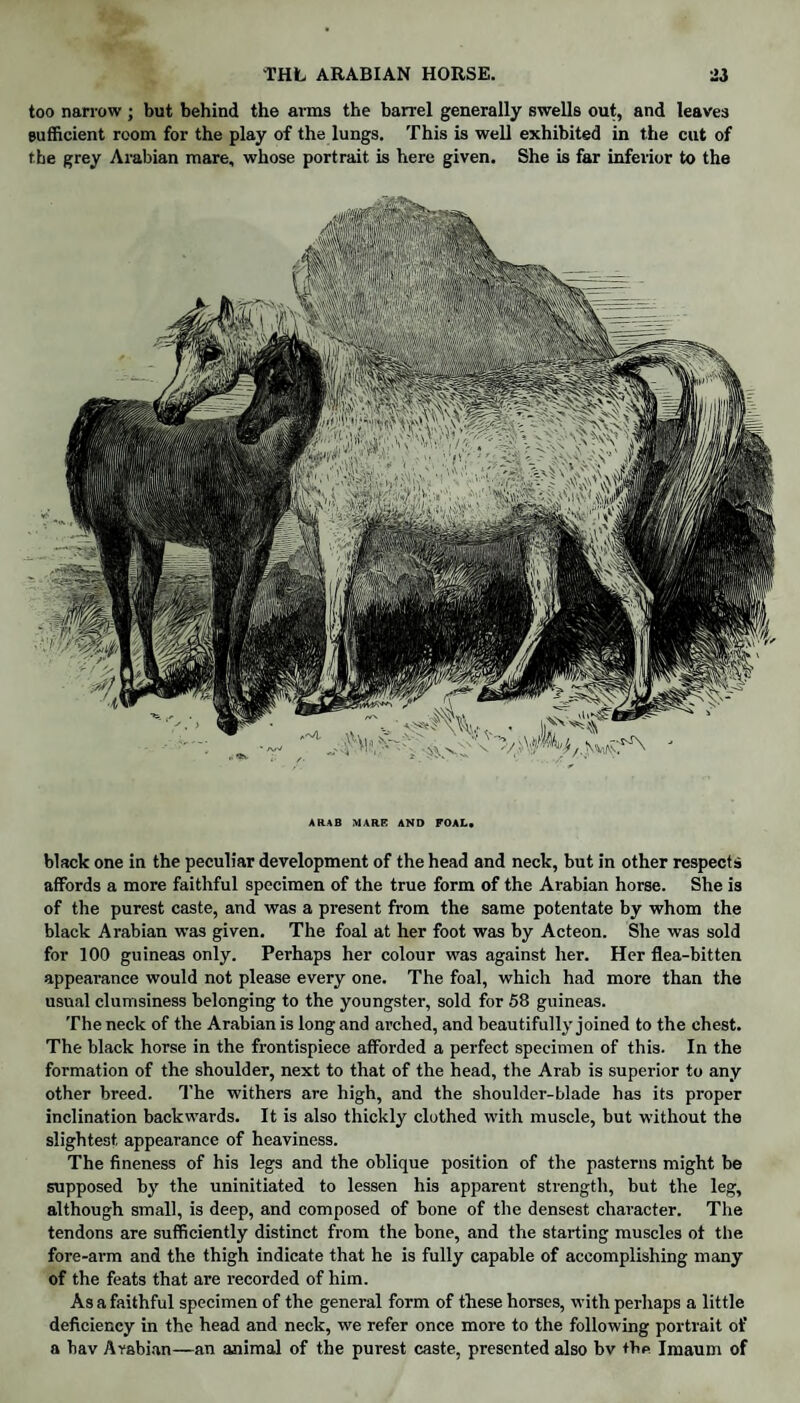 too narrow ; but behind the arms the barrel generally swells out, and leaves sufficient room for the play of the lungs. This is well exhibited in the cut of the grey Arabian mare, whose portrait is here given. She is far inferior to the A RAB MARK AND FOAL. black one in the peculiar development of the head and neck, but in other respects affords a more faithful specimen of the true form of the Arabian horse. She is of the purest caste, and was a present from the same potentate by whom the black Arabian was given. The foal at her foot was by Acteon. She was sold for 100 guineas only. Perhaps her colour was against her. Her flea-bitten appearance would not please every one. The foal, which had more than the usual clumsiness belonging to the youngster, sold for 58 guineas. The neck of the Arabian is long and arched, and beautifully joined to the chest. The black horse in the frontispiece afforded a perfect specimen of this. In the formation of the shoulder, next to that of the head, the Arab is superior to any other breed. The withers are high, and the shoulder-blade has its proper inclination backwards. It is also thickly clothed with muscle, but without the slightest appearance of heaviness. The fineness of his legs and the oblique position of the pasterns might be supposed by the uninitiated to lessen his apparent strength, but the leg, although small, is deep, and composed of bone of the densest character. The tendons are sufficiently distinct from the bone, and the starting muscles ot the fore-arm and the thigh indicate that he is fully capable of accomplishing many of the feats that are recorded of him. As a faithful specimen of the general form of these horses, with perhaps a little deficiency in the head and neck, we refer once more to the following portrait of a bav Arabian—an animal of the purest caste, presented also bv the Imaum of