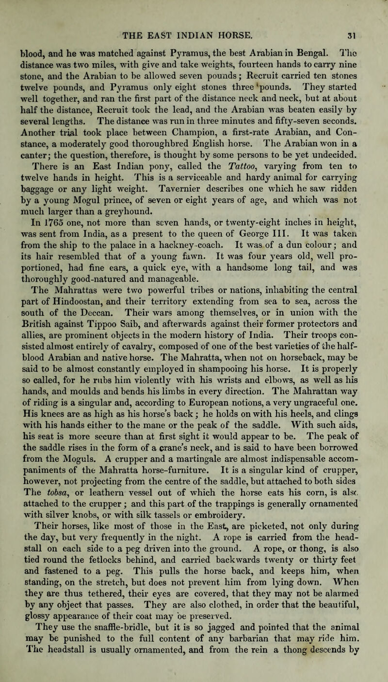 blood, and he was matched against Pyramus, the best Arabian in Bengal. The distance was two miles, with give and take weights, fourteen hands to carry nine stone, and the Arabian to be allowed seven pounds; Recruit carried ten stones twelve pounds, and Pyramus only eight stones three 'pounds. They started well together, and ran the first part of the distance neck and neck, but at about half the distance, Recruit took the lead, and the Arabian was beaten easily by several lengths. The distance was run in three minutes and fifty-seven seconds. Another trial took place between Champion, a first-rate Arabian, and Con¬ stance, a moderately good thoroughbred English horse. The Arabian won in a canter; the question, therefore, is thought by some persons to be yet undecided. There is an East Indian pony, called the Tattoo, varying from ten to twelve hands in height. This is a serviceable and hardy animal for carrying baggage or any light weight. Tavernier describes one which he saw ridden by a young Mogul prince, of seven or eight years of age, and which was not much larger than a greyhound. In 1765 one, not more than seven hands, or twenty-eight inches in height, was sent from India, as a present to the queen of Geoi-ge III. It was taken from the ship to the palace in a hackney-coach. It was of a dun colour; and its hair l-esembled that of a young fawn. It was four years old, well pro¬ portioned, had fine ears, a quick eye, with a handsome long tail, and was thoroughly good-natured and manageable. The Mahrattas were two powerful tx-ibes or nations, inhabiting the central part of Hindoostan, and their territory extending from sea to sea, aci’oss the south of the Deccan. Their wars among themselves, or in union with the British against Tippoo Saib, and afterwards against their former protectors and allies, are prominent objects in the modern history of India. Their troops con¬ sisted almost entirely of cavalry, composed of one of the best varieties of the half- blood Arabian and native horse. The Mahratta, when not on horseback, may be said to be almost constantly employed in shampooing his horse. It is propei-ly so called, for he rubs him violently with his wrists and elbows, as well as his hands, and moulds and bends his limbs in every direction. The Mahrattan way of riding is a singular and, according to European notions, a very ungraceful one. His knees are as high as his horse’s back; he holds on with his heels, and clings with his hands either to the mane or the peak of the saddle. With such aids, his seat is more secure than at first sight it would appear to be. The peak of the saddle rises in the form of a crane’s neck, and is said to have been borrowed from the Moguls. A crupper and a martingale are almost indispensable accom¬ paniments of the Mahratta horse-furniture. It is a singular kind of crupper, however, not projecting from the centre of the saddle, but attached to both sides The tobsa, or leathern vessel out of which the hoi-se eats his coi-n, is alsc. attached to the crupper; and this part of the trappings is generally ornamented with silver knobs, or with silk tassels or embroidery. Their horses, like most of those in the East, are picketed, not only during the day, but very frequently in the night. A rope is carried from the head- stall on each side to a peg driven into the ground. A rope, or thong, is also tied round the fetlocks behind, and cari-ied backwards twenty or thirty feet and fastened to a peg. This pulls the horse back, and keeps him, when standing, on the stretch, but does not prevent him from lying down. When they are thus tethered, their eyes are covered, that they may not be alarmed by any object that passes. They are also clothed, in order that the beautiful, glossy appeai-ance of their coat may be preserved. They use the snaffle-bridle, but it is so jagged and pointed that the animal may be punished to the full content of any barbarian that may ride him. The headstall is usually ornamented, and from the rein a thong descends by