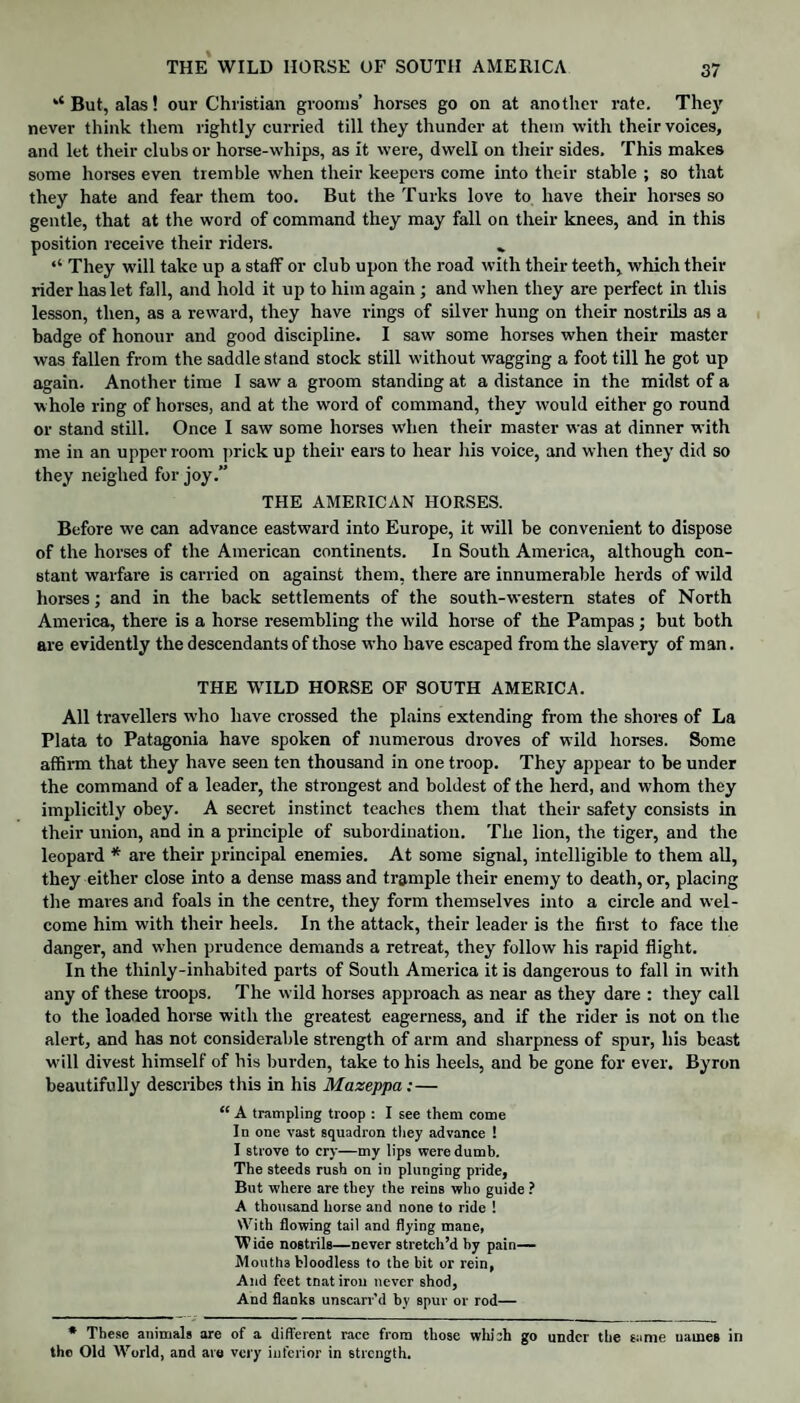 u But, alas! our Christian grooms’ horses go on at another rate. They never think them rightly curried till they thunder at them with their voices, and let their clubs or horse-whips, as it were, dwell on their sides. This makes some horses even tremble when their keepers come into their stable ; so that they hate and fear them too. But the Turks love to have their horses so gentle, that at the word of command they may fall on their knees, and in this position receive their riders. „ “ They will take up a staff or club upon the road with their teeth, which their rider haslet fall, and hold it up to him again ; and when they are perfect in this lesson, then, as a reward, they have rings of silver hung on their nostrils as a badge of honour and good discipline. I saw some horses when their master was fallen from the saddle stand stock still without wagging a foot till he got up again. Another time I saw a groom standing at a distance in the midst of a whole ring of horses, and at the word of command, they would either go round or stand still. Once I saw some horses when their master was at dinner with me in an upper room prick up their ears to hear his voice, and when they did so they neighed for joy.” THE AMERICAN HORSES. Before w-e can advance eastward into Europe, it will be convenient to dispose of the horses of the American continents. In South America, although con¬ stant warfare is carried on against them, there are innumerable herds of wild horses; and in the back settlements of the south-western states of North America, there is a horse resembling the wild horse of the Pampas; but both are evidently the descendants of those who have escaped from the slavery of man. THE WILD HORSE OF SOUTH AMERICA. All travellers who have crossed the plains extending from the shores of La Plata to Patagonia have spoken of numerous droves of wild horses. Some affirm that they have seen ten thousand in one troop. They appear to be under the command of a leader, the strongest and boldest of the herd, and whom they implicitly obey. A secret instinct teaches them that their safety consists in their union, and in a principle of subordination. The lion, the tiger, and the leopard * are their principal enemies. At some signal, intelligible to them all, they either close into a dense mass and trample their enemy to death, or, placing the mares and foals in the centre, they form themselves into a circle and wel¬ come him with their heels. In the attack, their leader is the first to face the danger, and when prudence demands a retreat, they follow his rapid flight. In the thinly-inhabited parts of South America it is dangerous to fall in with any of these troops. The wild horses approach as near as they dare : they call to the loaded horse with the greatest eagerness, and if the rider is not on the alert, and has not considerable strength of arm and sharpness of spur, his beast w'ill divest himself of his burden, take to his heels, and be gone for ever. Byron beautifully describes this in his Mazeppa:— “ A trampling troop : I see them come In one vast squadron they advance ! I strove to cry—my lips were dumb. The steeds rush on in plunging pride, But where are they the reins who guide ? A thousand horse and none to ride ! With flowing tail and flying mane, Wide nostrils—never stretch’d by pain— Mouths bloodless to the bit or rein, And feet tnatiron never shod, And flanks unscarr’d by spur or rod— * These animals are of a different race from those which go under the same names in the Old World, and are very inferior in strength.