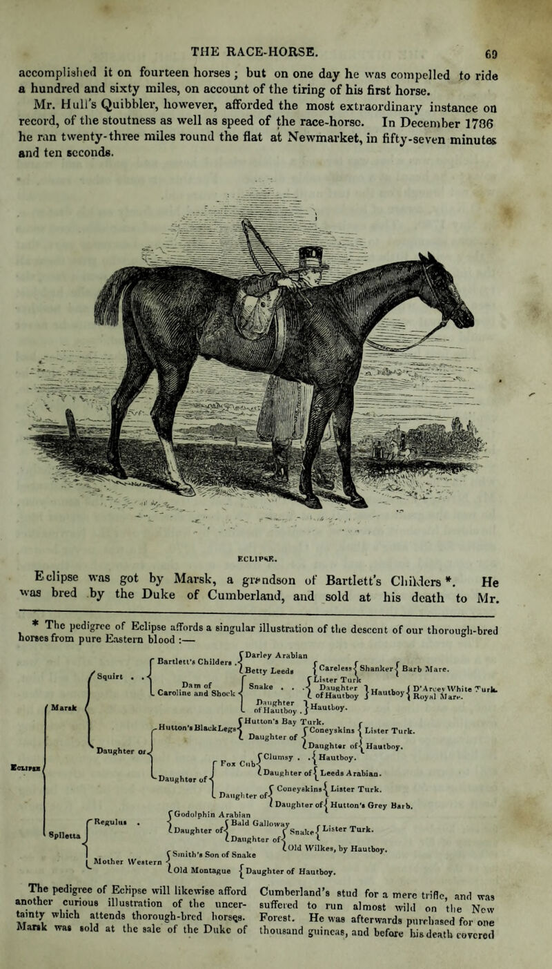 accomplished it on fourteen horses ; but on one day he was compelled to ride a hundred and sixty miles, on account of the tiring of his first horse. Mr. Hull’s Quibbler, however, afforded the most extraordinary instance on record, of the stoutness as well as speed of the race-horso. In December 1786 he ran twenty-three miles round the flat at Newmarket, in fifty-seven minutes and ten seconds. Eclipse was got by Marsk, a grendson of Bartlett’s Childers*. He was bred by the Duke of Cumberland, and sold at his death to Mr. Bartlett’* Childers . f Squirt * The pedigree of Eclipse affords a singular illustration of the descent of our thorough-bred horses from pure Eastern blood :— CDarley Arabian (Betty Leeds {Careleis-f Shanker j Barb Mare. _ f CLister Turk Cro,i?eTnSfShocuJ ^ ’ ' 1 oFtty l L of Hautboy „ , f Hutton’s Bay Turk. f Hutton’sBlaekLegs^ fConeyskins a Lister Turk. L Daughter of < S ^ Daughter or^ rc^ '{ E oiivcs '‘•Daughter of Fox Cub Daughter of ^Leeds Arabian. C Coneyekins< Lister Turk. 11 Splletta Regulus ^Mother Western Daughter of< - ( Daughter of | Hutton’s Grey Barb. CGodoIphin Arabian ) f Bald Galloway f, . . _ . (Daughter of< rSnake< ^,ster Turk. (.Daughter of< * . COldl V Smith's Son of Snake 1 Wilkes, by Hautboy. {.Old Montague £Daughter of Hautboy. The pedigree of Eclipse will likewise afford Cumberland’s stud for a mere trifle and was another curious illustration of the uncer- suffered to run almost wild on the New tamty winch attends thorough-bred horses. Forest. He was afterwards purchased for one Marsk was sold at the sale of the Duke of thousand guineas, and before his death covered