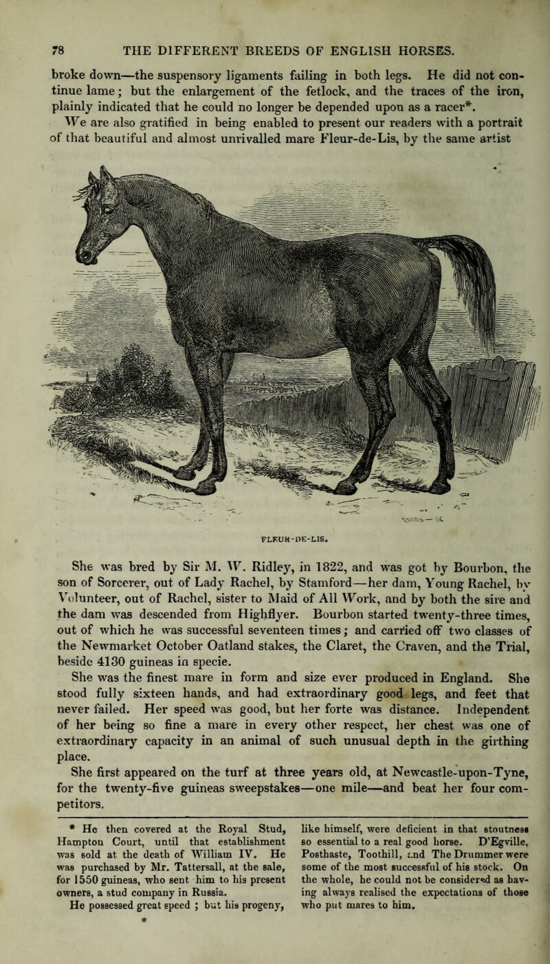 broke down—the suspensory ligaments failing in both legs. He did not con¬ tinue lame; but the enlargement of the fetlock, and the traces of the iron, plainly indicated that he could no longer be depended upon as a racer*. AVe are also gratified in being enabled to present our readers with a portrait of that beautiful and almost unrivalled mare Fleur-de-Lis, by the same artist FLKUK-DE-LIS. She was bred by Sir M. W. Ridley, in 1822, and was got by Bourbon, the son of Sorcerer, out of Lady Rachel, by Stamford—her dam, Young Rachel, In- Volunteer, out of Rachel, sister to Maid of All Work, and by both the sire and the dam was descended from Highflyer. Bourbon started twenty-three times, out of which he was successful seventeen times; and carried off two classes of the Newmarket October Oatland stakes, the Claret, the Craven, and the Trial, beside 4130 guineas in specie. She was the finest mare in form and size ever produced in England. She stood fully sixteen hands, and had extraordinary good legs, and feet that never failed. Her speed was good, but her forte was distance. Independent of her being so fine a mare in every other respect, her chest was one of extraordinary capacity in an animal of such unusual depth in the girthing place. She first appeared on the turf at three years old, at Newcastle-upon-Tyne, for the twenty-five guineas sweepstakes—one mile—and beat her four com¬ petitors. * He then covered at the Royal Stud, Hampton Court, until that establishment was sold at the death of William IV. He was purchased by Mr. Tattersall, at the sale, for 1550 guineas, who sent him to his present owners, a stud company in Russia. He possessed great speed ; but his progeny, like himself, were deficient in that stoutness so essential to a real good horse. D’Egville, Posthaste, Toothill, and The Drummer were some of the most successful of his stock. On the whole, he could not be considered as hav¬ ing always realised the expectations of those who put mares to him.