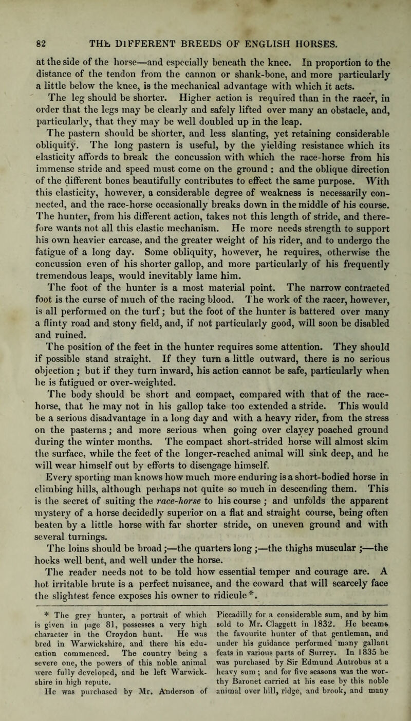 at the side of the horse—and especially beneath the knee. In proportion to the distance of the tendon from the cannon or shank-bone, and more particularly a little below the knee, is the mechanical advantage with which it acts. The leg should be shorter. Higher action is required than in the racer, in order that the legs may be clearly and safely lifted over many an obstacle, and, particularly, that they may be well doubled up in the leap. The pastern should be shorter, and less slanting, yet retaining considerable obliquity. The long pastern is useful, by the yielding resistance which its elasticity affords to break the concussion with which the race-horse from his immense stride and speed must come on the ground : and the oblique direction of the different bones beautifully contributes to effect the same purpose. With this elasticity, however, a considerable degree of weakness is necessarily con¬ nected, and the race-horse occasionally breaks down in the middle of his course. The hunter, from his different action, takes not this length of stride, and there¬ fore wants not all this elastic mechanism. He more needs strength to support his own heavier carcase, and the greater weight of his rider, and to undergo the fatigue of a long day. Some obliquity, however, he requires, otherwise the concussion even of his shorter gallop, and more particularly of his frequently tremendous leaps, would inevitably lame him. The foot of the hunter is a most material point. The narrow contracted foot is the curse of much of the racing blood. The work of the racer, however, is all performed on the turf; but the foot of the hunter is battered over many a flinty road and stony field, and, if not particularly good, will soon be disabled and ruined. The position of the feet in the hunter requires some attention. They should if possible stand straight. If they turn a little outward, there is no serious objection ; but if they turn inward, his action cannot be safe, particularly when he is fatigued or over-weighted. The body should be short and compact, compared with that of the race¬ horse, that he may not in his gallop take too extended a stride. This would be a serious disadvantage in a long day and with a heavy rider, from the stress on the pasterns; and more serious when going over clayey poached ground during the winter months. The compact short-strided horse will almost skim the surface, while the feet of the longer-reached animal will sink deep, and he will wear himself out by efforts to disengage himself. Every sporting man knows how much more enduring is a short-bodied horse in climbing hills, although perhaps not quite so much in descending them. This is the secret of suiting the race-horse to his course ; and unfolds the apparent mystery of a horse decidedly superior on a flat and straight course, being often beaten by a little horse with far shorter stride, on uneven ground and with several turnings. The loins should be broad;—the quarters long;—the thighs muscular ;—the hocks well bent, and well under the horse. The reader needs not to be told how essential temper and courage are. A hot irritable brute is a perfect nuisance, and the coward that will scarcely face the slightest fence exposes his owner to ridicule*. * The grey hunter, a portrait of which is given in page 81, possesses a very high character in the Croydon hunt. He was bred in Warwickshire, and there his edu¬ cation commenced. The country being a severe one, the powers of this noble animal were fully developed, and he left Warwick¬ shire in high repute. He was purchased by Mr. Anderson of Piccadilly for a considerable sum, and by him sold to Mr. Claggett in 1832. He becams the favourite hunter of that gentleman, and under his guidance performed many gallant feats in various parts of Surrey. In 1835 he was purchased by Sir Edmund Antrobus at a heavy sum; and for five seasons was the wor¬ thy Baronet carried at his ease by this noble animal over hill, ridge, and brook, and many