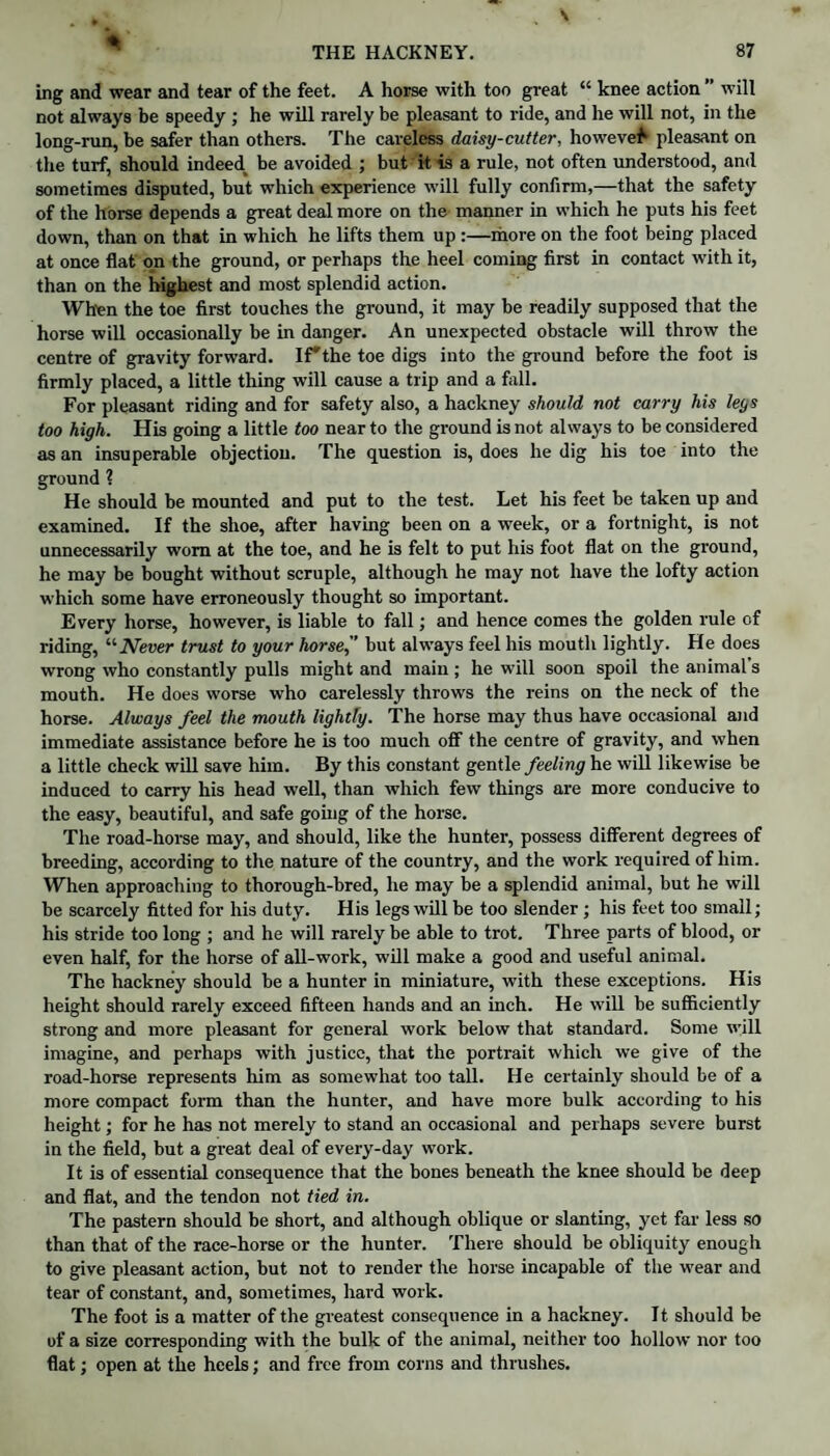 \ THE HACKNEY. 87 ing and wear and tear of the feet. A horse with too great “ knee action ” will not always be speedy ; he will rarely be pleasant to ride, and lie will not, in the long-run, be safer than others. The careless daisy-cutter, howevef pleasant on the turf, should indeed, be avoided ; but it is a rule, not often understood, and sometimes disputed, but which experience will fully confirm,—that the safety of the horse depends a great deal more on the manner in which he puts his feet down, than on that in which he lifts them up :—more on the foot being placed at once flat on the ground, or perhaps the heel coming first in contact with it, than on the highest and most splendid action. When the toe first touches the ground, it may be readily supposed that the horse will occasionally be in danger. An unexpected obstacle will throw the centre of gravity forward. If*the toe digs into the ground before the foot is firmly placed, a little thing will cause a trip and a fall. For pleasant riding and for safety also, a hackney should not carry his leys too high. His going a little too near to the ground is not always to be considered as an insuperable objection. The question is, does he dig his toe into the ground ? He should be mounted and put to the test. Let his feet be taken up and examined. If the shoe, after having been on a week, or a fortnight, is not unnecessarily worn at the toe, and he is felt to put his foot flat on the ground, he may be bought without scruple, although he may not have the lofty action which some have erroneously thought so important. Every horse, however, is liable to fall; and hence comes the golden rule of riding, ‘‘''Never trust to your horse,’’ but always feel his mouth lightly. He does wrong who constantly pulls might and main; he will soon spoil the animal’s mouth. He does worse who carelessly throws the reins on the neck of the horse. Always feel the mouth lightly. The horse may thus have occasional and immediate assistance before he is too much off the centre of gravity, and when a little check will save him. By this constant gentle feeling he will likewise be induced to carry his head well, than which few things are more conducive to the easy, beautiful, and safe going of the horse. The road-horse may, and should, like the hunter, possess different degrees of breeding, according to the nature of the country, and the work required of him. When approaching to thorough-bred, he may be a splendid animal, but he will be scarcely fitted for his duty. His legs will be too slender; his feet too small; his stride too long ; and he will rarely be able to trot. Three parts of blood, or even half, for the horse of all-work, will make a good and useful animal. The hackney should be a hunter in miniature, with these exceptions. His height should rarely exceed fifteen hands and an inch. He will be sufficiently strong and more pleasant for general work below that standard. Some will imagine, and perhaps with justice, that the portrait which we give of the road-horse represents him as somewhat too tall. He certainly should be of a more compact form than the hunter, and have more bulk according to his height; for he has not merely to stand an occasional and perhaps severe burst in the field, but a great deal of every-day work. It is of essential consequence that the bones beneath the knee should be deep and flat, and the tendon not tied in. The pastern should be short, and although oblique or slanting, yet far less so than that of the race-horse or the hunter. There should be obliquity enough to give pleasant action, but not to render the horse incapable of the wear and tear of constant, and, sometimes, hard work. The foot is a matter of the greatest consequence in a hackney. It should be of a size corresponding with the bulk of the animal, neither too hollow nor too flat; open at the heels; and free from corns and thrushes.