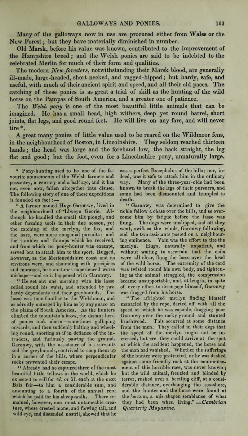 Many of the galloways now in use are procured either from Wales or the New Forest; but they have materially diminished in number. Old Marsk, before his value was known, contributed to the improvement of the Hampshire breed; and the Welsh ponies are said to be indebted to the celebrated Merlin for much of their form and qualities. The modern Mew-foresters, notwithstanding their Marsk blood, are generally ill-made, large-headed, short-necked, and ragged-hipped; but hardy, safe, and useful, with much of their ancient spirit and speed, and all their old paces. The catching of these ponies is as great a trial of skill as the hunting of the wild horse on the Pampas of South America, and a greater one of patience. The Welsh pony is one of the most beautiful little animals that can be imagined. He has a small head, high withers, deep yet round barrel, short joints, flat legs, and good round feet. He will live on any fare, and will never tire *. A great many ponies of little value used to be reared on the Wildmoor fens, in the neighbourhood of Boston, in Lincolnshire. They seldom reached thirteen hands: the head was large and the forehand low, the back straight, the leg flat and good; but the foot, even for * Pony-hunting used to be one of the fa¬ vourite amusements of the Welsh farmers and peasantry, a century and a half ago, and it has not, even now, fallen altogether into disuse. The following story of one of these expeditions is founded on fact:— “ A farmer named Hugo Garonwy, lived in the neighbourhood of Llweyn Gcorie. Al¬ though he handled the small tilt plough, and other farming tools in their due season, yet the catching of the merlyn, the fox, and the hare, were more congenial pursuits ; and the tumbles and thumps which he received, and from which no pony-hunter was exempt, served but to attach him to the sport. Rugged, however, as the Merioneddshire coast and its environs were, and abounding with precipices and morasses, he sometimes experienced worse mishaps—and so it happened with Garonwy. “ He set out one morning with his lasso coiled round his waist, and attended by two hardy dependants and their greyhounds. The lasso was then familiar to the Welshman, and as adroitly managed by him as by any guaco on the plains of South America. As the hunters climbed the mountain’s brow, the distant herd of ponies took alarm—sometimes galloping onwards, and then suddenly halting and wheel¬ ing round, snorting as if in defiance of the in¬ truders, and furiously pawing the ground. Garonwy, with the assistance of his servants and the greyhounds, contrived to coop them up in a corner of the hills, where perpendicular locks prevented their escape. “ Already had he captured three of the most beautiful little fellows in the world, which he expected to sell for 41. or bl. each at the next Bala fair—to him a considerable sum, and amounting to a fourth of the annual rent which he paid for his sheep-walk. There re¬ mained, however, one most untameable crea¬ ture, whose crested mane, and flowing tail, and wild eye, and distended nostril, showed that he Lincolnshire pony, unnaturally large. was a perfect Bucephalus of the hills; nor, in¬ deed, was it safe to attack him in the ordinary way. Many of the three-year-olds had been known to break the legs of their pursuers, and some had been dismounted and trampled to death. “ Garonwy was determined to give the noble fellow a chase over the hills, and so over¬ come him by fatigue before the lasso was flung. The dogs were unslipped, and off they went, swift as the winds, Garonwy following, and the two assistants posted on a neighbour¬ ing eminence. Yain was the effort to tire the merlyn. Hugo, naturally impatient, and without waiting to ascertain that the coiis were all clear, flung the lasso over the head of the wild horse. The extremity of the cord was twisted round his own body, and tighten¬ ing as the animal struggled, the compression became unsupportable, and, at length, in spite of every effort to disengage himself, Garonwy was dragged from his horse. “The affrighted merlyn finding himself manacled by the rope, darted off with all the speed of which he was capable, dragging poor Garonwy over the rocky ground and stunted brushwood. This occurred at some distance from the men. They called in their dogs that the speed of the merlyn might not be in¬ creased, but ere they could arrive at the spot at which the accident happened, the horse and the man had vanished. Whether the sufferings of the hunter were protracted, or he was dashed against some friendly rock at the commence¬ ment of this horrible race, was never known; but the wild animal, frenzied and blinded by terror, rushed over a beetling cliff, at a consi¬ derable distance, overhanging the sea-shore, and the hunter and the horse were found at the bottom, a mis-shapen semblance of what they had been when living.”—Cambrian Quarterly Magazine.