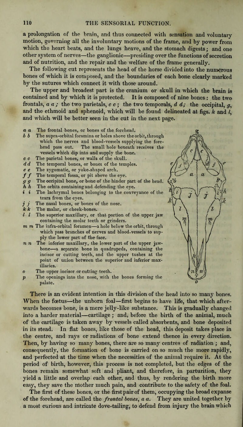 a prolongation of the brain, and thus connected with sensation and voluntary motion, governing all the involuntary motions of the frame, and by power from which the heart beats, and the lungs heave, and the stomach digests; and one other system of nerves—the ganglionic—presiding over the functions of secretion and of nutrition, and the repair and the welfare of the frame generally. The following cut represents the head of the horse divided into the numerous bones of which it is composed, and the boundaries of each bone clearly marked by the sutures which connect it with those around. The upper and broadest part is the cranium or skull in which the brain is contained and by which it is protected. It is composed of nine bones : the two frontals, a a ; the two parietals, c c ; the two temporals, d d; the occipital, g, and the ethmoid and sphenoid, which will be found delineated at figs, k and /, and which will be better seen in the cut in the next page. a a b b c c d d e e ff 9 9 h h < i i k k l l m m n n o V There is an evident intention in this division of the head into so many bones. When the foetus—the unborn foal—first begins to have life, that which after¬ wards becomes bone, is a mere jelly-like substance. This is gradually changed into a harder material—cartilage ; and, before the birth of the animal, much of the cartilage is taken away by vessels called absorbents, and bone deposited in its stead. In flat bones, like those of the head, this deposit takes place in the centre, and rays or radiations of bone extend thence in every direction. Then, by having so many bones, there are so many centres of radiation ; and, consequently, the formation of bone is carried on so much the more rapidly, and perfected at the time when the necessities of the animal require it. At the period of birth, however, this process is not completed, but the edges of the bones remain somewhat soft and pliant, and therefore, in parturition, they yield a little and overlap each other, and thus, by rendering the birth more easy, they save the mother much pain, and contribute to the safety of the foal. The first of these bones, or the first pair of them, occupying the broad expanse of the forehead, are called the frontal bones, a a. They are united together by a most curious and intricate dove-tailing, to defend from injury the brain which The frontal bones, or bones of the forehead. The supra-orbital foramina or holes above the orbit, through which the nerves and blood-vessels supplying the fore¬ head pass out. The small hole beneath receives the vessels which dip into and supply the bone. The parietal bones, or walls of the skull. The temporal bones, or bones of the temples. The zygomatic, or yoke-shaped arch. The temporal fossa, or pit above the eye. The occipital bone, or bone of the hinder part of the head. The orbits containing and defending the eye. The lachrymal bones belonging to the conveyance of the tears from the eyes. The nasal bones, or bones of the nose. The malar, or cheek-bones. The superior maxillary, or that portion of the upper jaw containing the molar teeth or grinders. The infra-orbital foramen—a hole below the orbit, through which pass branches of nerves and blood-vessels to sup¬ ply the lower part of the face. The inferior maxillary, the lower part of the upper jaw¬ bone—a separate bone in quadrupeds, containing the incisor or cutting teeth, and the upper tushes at the point of union between the superior and inferior max- illaries. The upper incisor or cutting teeth. The openings into the nose, with the bones forming the palate.