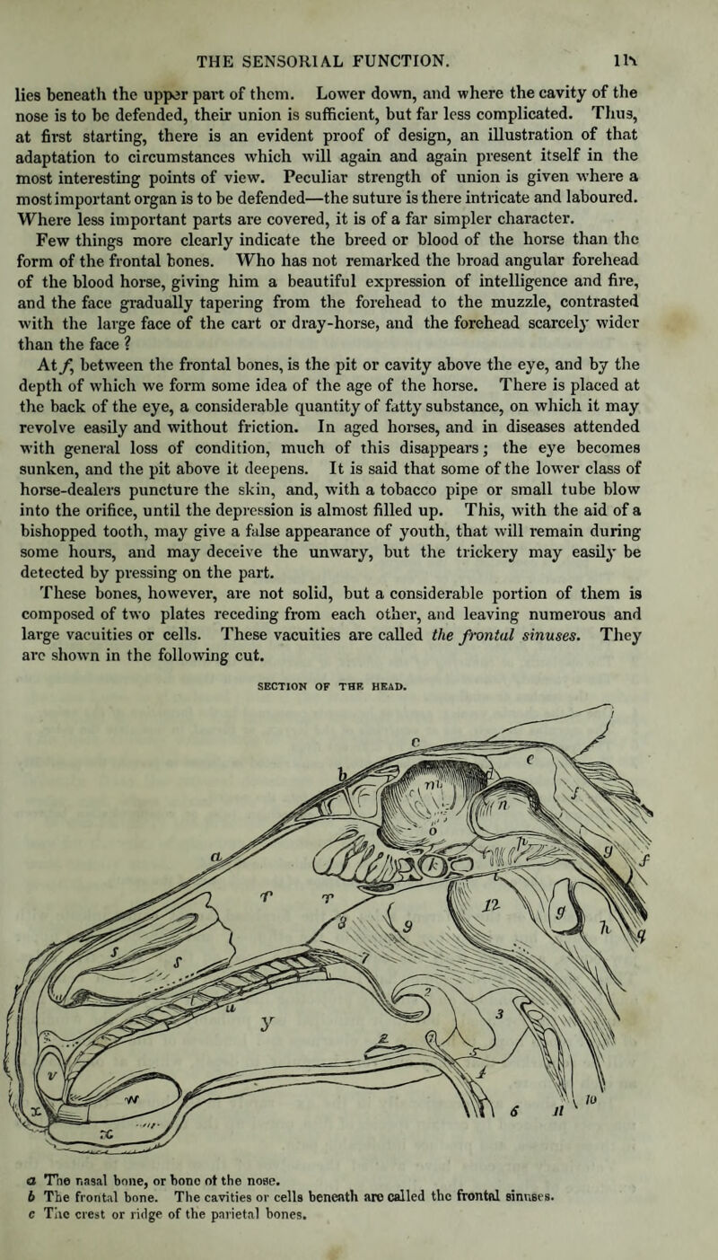 lies beneath the upper pan of them. Lower down, and where the cavity of the nose is to be defended, their union is sufficient, but far less complicated. Thus, at first starting, there is an evident proof of design, an illustration of that adaptation to circumstances which will again and again present itself in the most interesting points of view. Peculiar strength of union is given where a most important organ is to be defended—the suture is there intricate and laboured. Where less important parts are covered, it is of a far simpler character. Few things more clearly indicate the breed or blood of the horse than the form of the frontal bones. Who has not remarked the broad angular forehead of the blood horse, giving him a beautiful expression of intelligence and fire, and the face gradually tapering from the forehead to the muzzle, contrasted with the large face of the cart or dray-horse, and the forehead scarcely wider than the face ? At/, between the frontal bones, is the pit or cavity above the eye, and by the depth of which we form some idea of the age of the horse. There is placed at the back of the eye, a considerable quantity of fatty substance, on which it may revolve easily and without friction. In aged horses, and in diseases attended with general loss of condition, much of this disappears; the eye becomes sunken, and the pit above it deepens. It is said that some of the lower class of horse-dealers puncture the skin, and, with a tobacco pipe or small tube blow into the orifice, until the depression is almost filled up. This, with the aid of a bishopped tooth, may give a false appearance of youth, that will i-emain during some hours, and may deceive the unwary, but the trickery may easily be detected by pressing on the part. These bones, however, are not solid, but a considerable portion of them is composed of two plates receding from each other, and leaving numerous and large vacuities or cells. These vacuities are called the frontal sinuses. They are shown in the following cut. SECTION OF THE HEAD. a Toe nasal bone, or bone ot the none. b The frontal bone. The cavities or cells beneath are called the frontal sinuses. c The crest or ridge of the parietal bones.