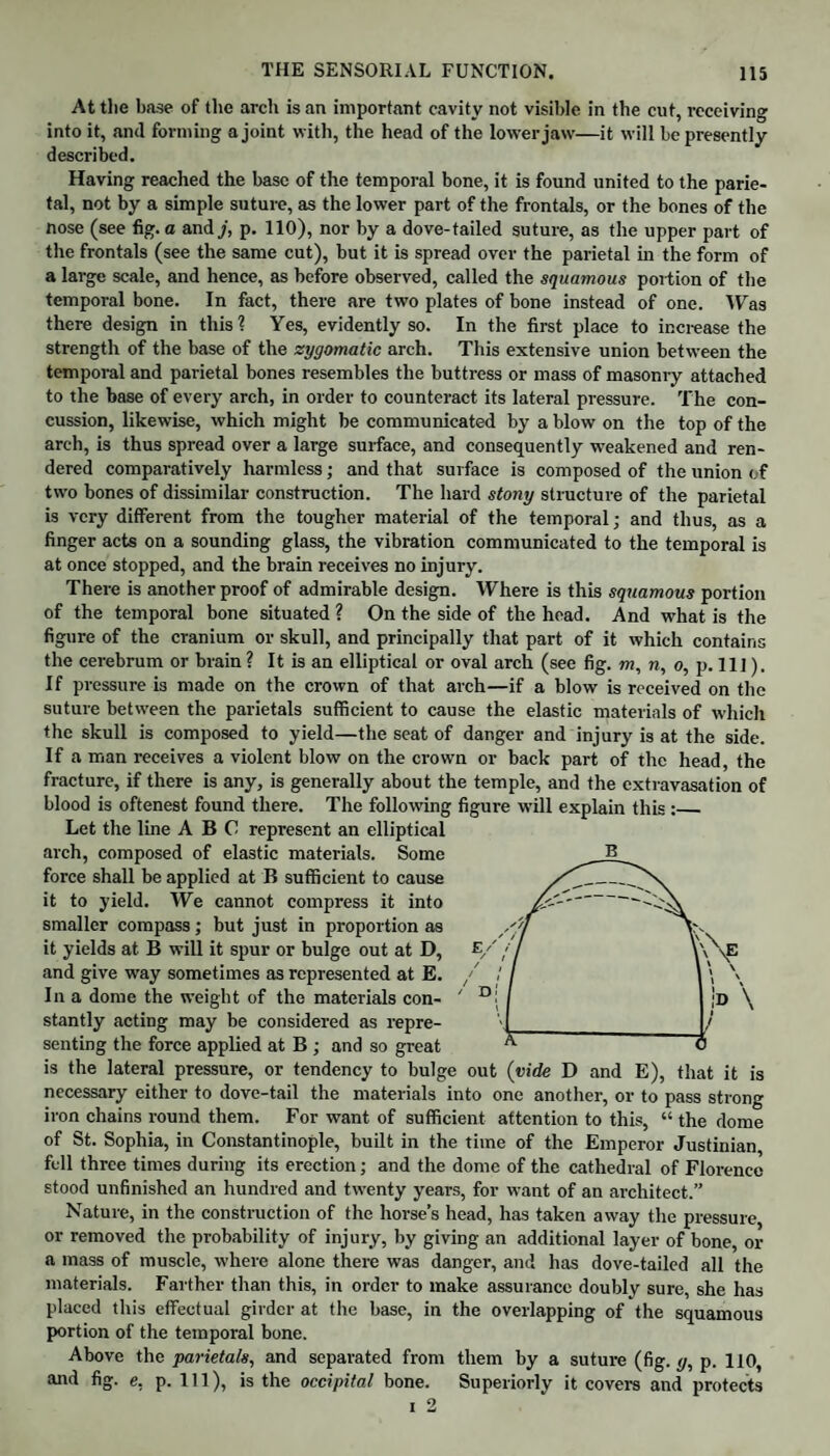 At the base of the arch is an important cavity not visible in the cut, receiving into it, and forming a joint with, the head of the lower jaw—it will be presently described. Having reached the base of the temporal bone, it is found united to the parie¬ tal, not by a simple suture, as the lower part of the frontals, or the bones of the nose (see fig. a and j, p. 110), nor by a dove-tailed suture, as the upper part of the frontals (see the same cut), but it is spread over the parietal in the form of a large scale, and hence, as before observed, called the squamous portion of the temporal bone. In fact, there are two plates of bone instead of one. Was there design in this? Yes, evidently so. In the first place to increase the strength of the base of the zygomatic arch. This extensive union between the temporal and parietal bones resembles the buttress or mass of masonry attached to the base of every arch, in order to counteract its lateral pressure. The con¬ cussion, likewise, which might be communicated by a blow on the top of the arch, is thus spread over a large surface, and consequently weakened and ren¬ dered comparatively harmless; and that surface is composed of the union of two bones of dissimilar construction. The hard stony structure of the parietal is very different from the tougher material of the temporal; and thus, as a finger acts on a sounding glass, the vibration communicated to the temporal is at once stopped, and the brain receives no injury. There is another proof of admirable design. Where is this squamous portion of the temporal bone situated ? On the side of the head. And what is the figure of the cranium or skull, and principally that part of it which contains the cerebrum or brain ? It is an elliptical or oval arch (see fig. to, n, o, p. Ill). If pressure is made on the crown of that arch—if a blow is received on the suture between the parietals sufficient to cause the elastic materials of which the skull is composed to yield—the seat of danger and injury is at the side. If a man receives a violent blow on the crown or back part of the head, the fracture, if there is any, is generally about the temple, and the extravasation of blood is oftenest found there. The following figure will explain this :_ Let the line ABC represent an elliptical arch, composed of elastic materials. Some B force shall be applied at B sufficient to cause _--0\ it to yield. We cannot compress it into - smaller compass; but just in proportion as //f it yields at. B will it spur or bulge out at D, £/ / / \\\e and give way sometimes as represented at E. / I / 1 \ \ In a dome the weight of the materials con- ' D! / 1 |d \ stantly acting may be considered as repre- ']_I/ senting the force applied at B; and so great ^ 0 is the lateral pressure, or tendency to bulge out (vide D and E), that it is necessary either to dove-tail the materials into one another, or to pass strong iron chains round them. For want of sufficient attention to this, “ the dome of St. Sophia, in Constantinople, built in the time of the Emperor Justinian, fell three times during its erection; and the dome of the cathedral of Florence stood unfinished an hundred and twenty years, for want of an architect.” Nature, in the construction of the horse’s head, has taken away the pressure or removed the probability of injury, by giving an additional layer of bone, or a mass of muscle, where alone there was danger, and has dove-tailed all the materials. Farther than this, in order to make assurance doubly sure, she has placed this effectual girder at the base, in the overlapping of the squamous portion of the temporal bone. Above the parietals, and separated from them by a suture (fig. </, p. 110, and fig. e. p. Ill), is the occipital bone. Superiorly it covers and protects i 2