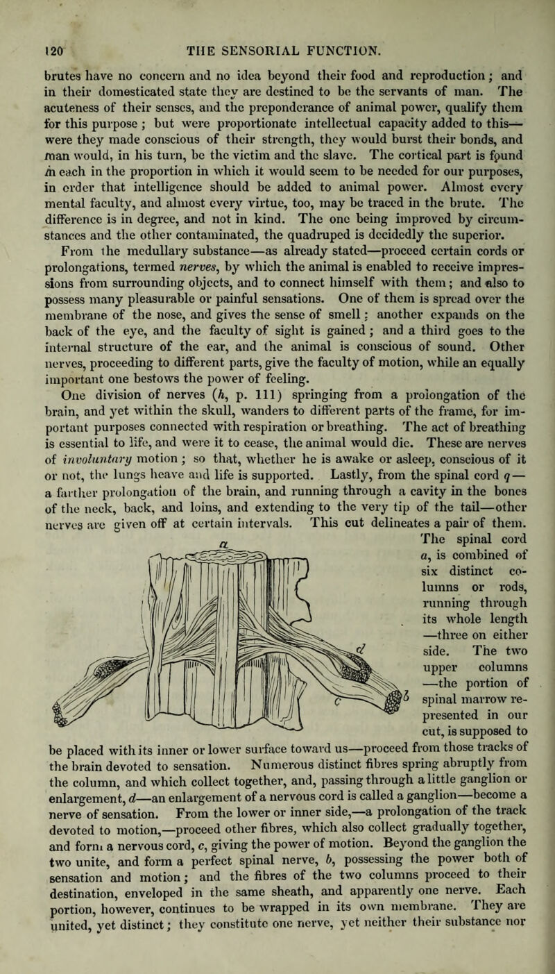 brutes have no concern and no idea beyond their food and reproduction; and in their domesticated state they are destined to be the servants of man. The acuteness of their senses, and the preponderance of animal power, qualify them for this purpose ; but were proportionate intellectual capacity added to this— were they made conscious of their strength, they would burst their bonds, and man would, in his turn, be the victim and the slave. The cortical part is fpund m each in the proportion in which it would seem to be needed for our purposes, in order that intelligence should be added to animal power. Almost every mental faculty, and almost every virtue, too, may be traced in the brute. The difference is in degree, and not in kind. The one being improved by circum¬ stances and the other contaminated, the quadruped is decidedly the superior. From ihe medullary substance—as already stated—proceed certain cords or prolongations, termed nerves, by which the animal is enabled to receive impres¬ sions from surrounding objects, and to connect himself with them; and also to possess many pleasurable or painful sensations. One of them is spread over the membrane of the nose, and gives the sense of smell: another expands on the back of the eye, and the faculty of sight is gained; and a third goes to the internal structure of the ear, and the animal is conscious of sound. Other nerves, proceeding to different parts, give the faculty of motion, while an equally important one bestows the power of feeling. One division of nerves (A, p. Ill) springing from a prolongation of the brain, and yet within the skull, wanders to different parts of the frame, for im¬ portant purposes connected with respiration or breathing. The act of breathing is essential to life, and were it to cease, the animal would die. These are nerves of involuntary motion ; so that, whether he is awake or asleep, conscious of it or not, the lungs heave and life is supported. Lastly, from the spinal cord q — a farther prolongation of the brain, and running through a cavity in the bones of the neck, back, and loins, and extending to the very tip of the tail—other nerves are given off at certain intervals. This cut delineates a pair of them. The spinal cord a, is combined of six distinct co¬ lumns or rods, running through its whole length —three on either side. The two upper columns —the portion of spinal marrow re¬ presented in our cut, is supposed to be placed with its inner or lower surface toward us—proceed from those tracks of the brain devoted to sensation. Numerous distinct fibres spring abruptly from the column, and which collect together, and, passing through a little ganglion or enlargement, d—an enlargement of a nervous cord is called a ganglion—become a nerve of sensation. From the lower or inner side,—a prolongation of the track devoted to motion,—proceed other fibres, which also collect gradually together, and form a nervous cord, c, giving the power of motion. Beyond the ganglion the two unite, and form a perfect spinal nerve, b, possessing the power both of sensation and motion; and the fibres of the two columns proceed to their destination, enveloped in the same sheath, and apparently one nerve. Each portion, however, continues to be wrapped in its own membrane. They are united, yet distinct; they constitute one nerve, yet neither their substance nor