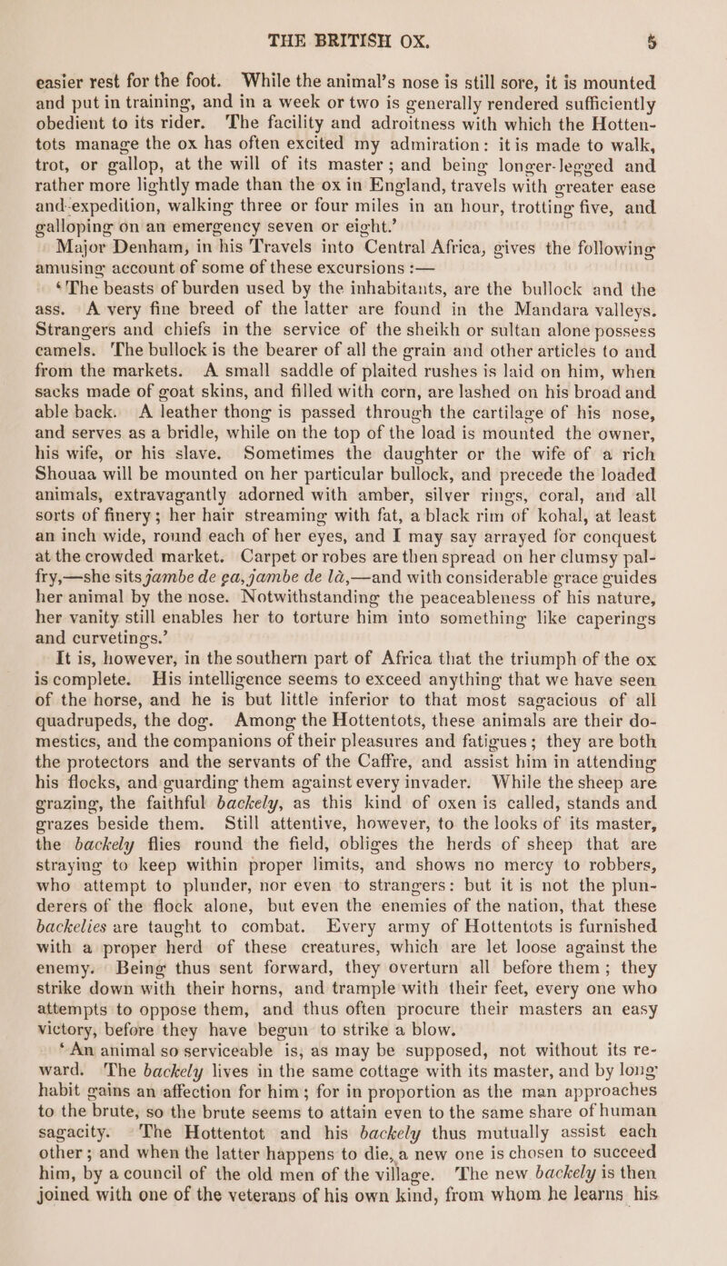 easier rest for the foot. While the animal’s nose is still sore, it is mounted and put in training, and in a week or two is generally rendered sufficiently obedient to its rider. The facility and adroitness with which the Hotten- tots manage the ox has often excited my admiration: itis made to walk, trot, or gallop, at the will of its master; and being longer-legged and rather more lightly made than the ox in England, travels with greater ease and-expedition, walking three or four miles in an hour, trotting five, and galloping on an emergency seven or eight.’ ) Major Denham, in his Travels into Central Africa, gives the following amusing account of some of these excursions :— ‘The beasts of burden used by the inhabitants, are the bullock and the ass. A very fine breed of the latter are found in the Mandara valleys. Strangers and chiefs in the service of the sheikh or sultan alone possess camels. ‘The bullock is the bearer of all the grain and other articles to and from the markets. A small saddle of plaited rushes is laid on him, when sacks made of goat skins, and filled with corn, are lashed on his broad and able back. A leather thong is passed through the cartilage of his nose, and serves as a bridle, while on the top of the load is mounted the owner, his wife, or his slave. Sometimes the daughter or the wife of a rich Shouaa will be mounted on her particular bullock, and precede the loaded animals, extravagantly adorned with amber, silver rings, coral, and all sorts of finery; her hair streaming with fat, a black rim of kohal, at least an inch wide, round each of her eyes, and I may say arrayed for conquest at the crowded market. Carpet or robes are then spread on her clumsy pal- fry,—she sits yambe de ea, jambe de la,—and with considerable grace guides her animal by the nose. Notwithstanding the peaceableness of his nature, her vanity still enables her to torture him into something like caperings and curvetings.’ It is, however, in the southern part of Africa that the triumph of the ox iscomplete. His intelligence seems to exceed anything that we have seen of the horse, and he is but little inferior to that most sagacious of all quadrupeds, the dog. Among the Hottentots, these animals are their do- mestics, and the companions of their pleasures and fatigues; they are both the protectors and the servants of the Caffre, and assist him in attending his flocks, and guarding them against every invader. While the sheep are grazing, the faithful backely, as this kind of oxen is called, stands and erazes beside them. Still attentive, however, to the looks of its master, the backely flies round the field, obliges the herds of sheep that are straying to keep within proper limits, and shows no mercy to robbers, who attempt to plunder, nor even ‘to strangers: but it is not the plun- derers of the flock alone, but even the enemies of the nation, that these backelies are taught to combat. Every army of Hottentots is furnished with a proper herd of these creatures, which are let loose against the enemy. Being thus sent forward, they overturn all before them; they strike down with their horns, and trample with their feet, every one who attempts to oppose them, and thus often procure their masters an easy victory, before they have begun to strike a blow. * An animal so serviceable is; as may be supposed, not without its re- ward. The backely lives in the same cottage with its master, and by long habit gains an affection for him; for in proportion as the man approaches to the brute, so the brute seems to attain even to the same share of human sagacity. ©The Hottentot and his backely thus mutually assist each other ; and when the latter happens to die, a new one is chosen to succeed him, by a council of the old men of the village. The new backely is then joined with one of the veterans of his own kind, from whom he Jearns his
