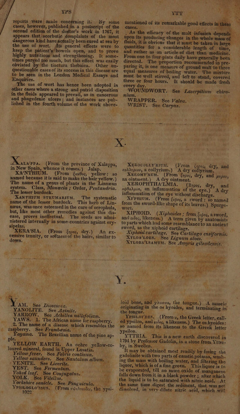 EPS &amp; + reports \were| made concerning it. By some cases, however, published/in a postseript of the second edition of the dogtor’s work in 1767, it appears that scorbutic complaints of the most dangerous kind havejactually been eured at sea by the use of svort. Ats general effects were to keep the patient’s/bowels open, and to prove highly nutritious and strengthening. it some- times purged too much, but this effect was easily obviated by the tinctura thebaica. Other un- questionable cases of its success in this disease are to be seen in the London Medical Essays and Enquiries. ; The use of wort has hence been adopted in other cases where a strong and putrid disposition in the fluids appeared to prevail, asin cancerous ‘and phagedenic ulcers; and instances are pub- lished in the) fourth volume of the work above- a N's CRO (From the province of Xalappa, in New Spain, whence it comes.) Jalap. XA/NTHIUM. (From {av6os, yellow: so named because it is said to make the hair yellow. ) The name of a genus of plants in the ponte system. Class, Monecia ; Order, Pentandria. ‘The lesser burdock. _. XANTHIUM STRUMARIUM. The systematic ~ name of the lesser burdock. This herb of Lin- heus, was once esteemed in the cure of scrophula, but, like most other remedies against this dis- ease, proyes inefiectual. The seeds are admi- nistered internally in some:countries against ery- sipelas, ? XERA/SIA. (From npos, dry.) An ex- cessive tenuity, or softness of the hairs, similar to _ down... say My } fe om te ede : Way ad a ie Pn ae ee s AM. See Dioscorea. NANOLITE. See Aziniie. : YARROW. See Achillea millefolium. YAWS. 1. The African name for raspberry. . The name of a disease which resembles the nagpherny See Frambesia. ue ‘ayama. ‘The Brazilian name of the pine ap- © ADRS ie 2 rem ee oy, PVE: LOW EARTH. An ochre. yellow-co- loured mineral, found in Upper Lusatia, Yellow fever. See Febris continua. Yellow saunders. See) Santalum. album, _ -YENITE. See Lievrite. ee Yoked leaf. See Conjugatus..” i t a ae ‘ y ? as ro ¥ le YPSILOGLO’ssuS, (From ywidosidec, the ypsi- 1029 re: yea me WEE: . mentioned of its remarkable good effects in 4 4‘ 2 ais Ye i + we eae _ As ‘the efficacy” of the malt infusion depends ne whole mass e quantities for a considerable length of time, and rather as an article of diet ‘than medicine. From one to four:pints daily have generall r been directed. The proportion recommended in pre- paring it, is one measure of ground malt ‘to three equal measures of boiling water. ‘The mixture must ‘be well stirred, and ‘left to stand, covered three or four hours. It should ‘be made ‘fresh every day. ; 'WOUNDWORT. See Laserpitium chiro nium Rae ct Ser ee a WRAPPER. See Valva, Ay ena WRIST. See Carpus. Bola he XEROCOLLY’RIuM. (From fnpos, dry, and koddvpiov, a collyrium.) A dry collyrium: Xeromy’rumM. (From énpos, dry, and pupor, an ointment.) A dry ointment. XEROPHTHA’LMIA. (Zypos, dry, and opfadyia, an inflammation of the eye.) A dry inflammation of the eye without discharge, XyPaium. (From Eidos, a sword: 80 named from the sword-like shape of its leaves.) Spurge- wort. s XIPHOID. (Xiphoides ; from 2.¢os, a sword, and evdos, likeness.) A term given by anatomists to parts which had some resemblance to an ancient sword, as the xiphoid cartilage. th Xiphoid cartilage. See Cartilago ensiformis: XyLoa/LOES. See Lignum aloes. ; XYLosBa/LsaAMUM. See Amyris gileadensis. ~ x eas it ia Pag: ae sn : na | loid bone, and ydooca, the tongue.) .A musele originating in the os hyoides, and terminating in the tongue. ye ane __Yvsinor/pEs. (From y, the Greek letter, eall- ed ypsilon, and « dos, a likeness.) The os hyoides: so named from its likeness to the G reek letter YPsilon. vis Mis by ies VAR MO te» aml VTTRIA. This is anew earth discovered in 1794 by Professor Gadolin, in a stone from Ytter- by, in.Sweden. sib bi It may be obtained most readily by fusing the gadolinite with two parts of caustic potassa, wash~ ing the mass with boiling water, and filtering the liquor, ch is ofa fine green. This liquor is to be evaporated, till no more oxide of manganese falls down from it in a. black powder ; after which the liquid is to be saturated with nitric acid. At es same time digest the sediment, that was not dissolved, in yery-dilute nitric acid, which wil! (alii < te so of Ws