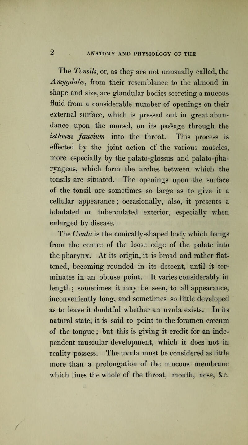 Tlie Tonsils, or, as they are not unusually called, the Amygdalce, from their resemblance to the almond in shape and size, are glandular bodies secreting a mucous fluid from a considerable number of openings on their external surface, which is pressed out in great abun¬ dance upon the morsel, on its passage through the isthmus faucium into the throat. This process is effected by the joint action of the various muscles, more especially by the palato-glossus and palato-pha- ryngeus, which form the arches between which tlie tonsils are situated. The openings upon the surface of the tonsil are sometimes so large as to give it a cellular appearance; occasionally, also, it presents a lobulated or tuberculated exterior, especially when enlarged by disease. The Uvula is the conically-shaped body which hangs from the centre of the loose edge of the palate into the pharynx. At its origin, it is broad and rather flat¬ tened, becoming rounded in its descent, until it ter¬ minates in an obtuse point. It varies considerably in length; sometimes it may be seen, to all appearance, inconveniently long, and sometimes so little developed as to leave it doubtful whether an uvula exists. In its natural state, it is said to point to the foramen coecum of the tongue; but this is giving it credit for an inde¬ pendent muscular development, which it does not in reality possess. The uvula must be considered as little more than a prolongation of the mucous membrane which lines the whole of the throat, mouth, nose, &c.