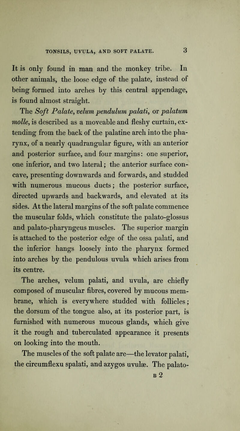 It is only found in man and the monkey tribe. In other animals, the loose edge of the palate, instead of being formed into arches by this central appendage, is found almost straight. The Soft Palate, velum pendulum palati, or palatum molle, is described as a moveable and fleshy curtain, ex¬ tending from the back of the palatine arch into the pha¬ rynx, of a nearly quadrangular figure, with an anterior and posterior surface, and four margins: one superior, one inferior, and two lateral; the anterior surface con¬ cave, presenting downwards and forwards, and studded with numerous mucous ducts; the posterior surface, directed upwards and backwards, and elevated at its sides. At the lateral margins of the soft palate commence the muscular folds, which constitute the palato-glossus and palato-pharyngeus muscles. The superior margin is attached to the posterior edge of the ossa palati, and the inferior hangs loosely into the pharynx formed into arches by the pendulous uvula which arises from its centre. The arches, velum palati, and uvula, are chiefly composed of muscular fibres, covered by mucous mem¬ brane, which is everywhere studded with follicles; the dorsum of the tongue also, at its posterior part, is furnished with numerous mucous glands, which give it the rough and tuberculated appearance it presents on looking into the mouth. The muscles of the soft palate are—the levator palati, the circumflexu spalati, and azygos uvulae. The palato- B 2