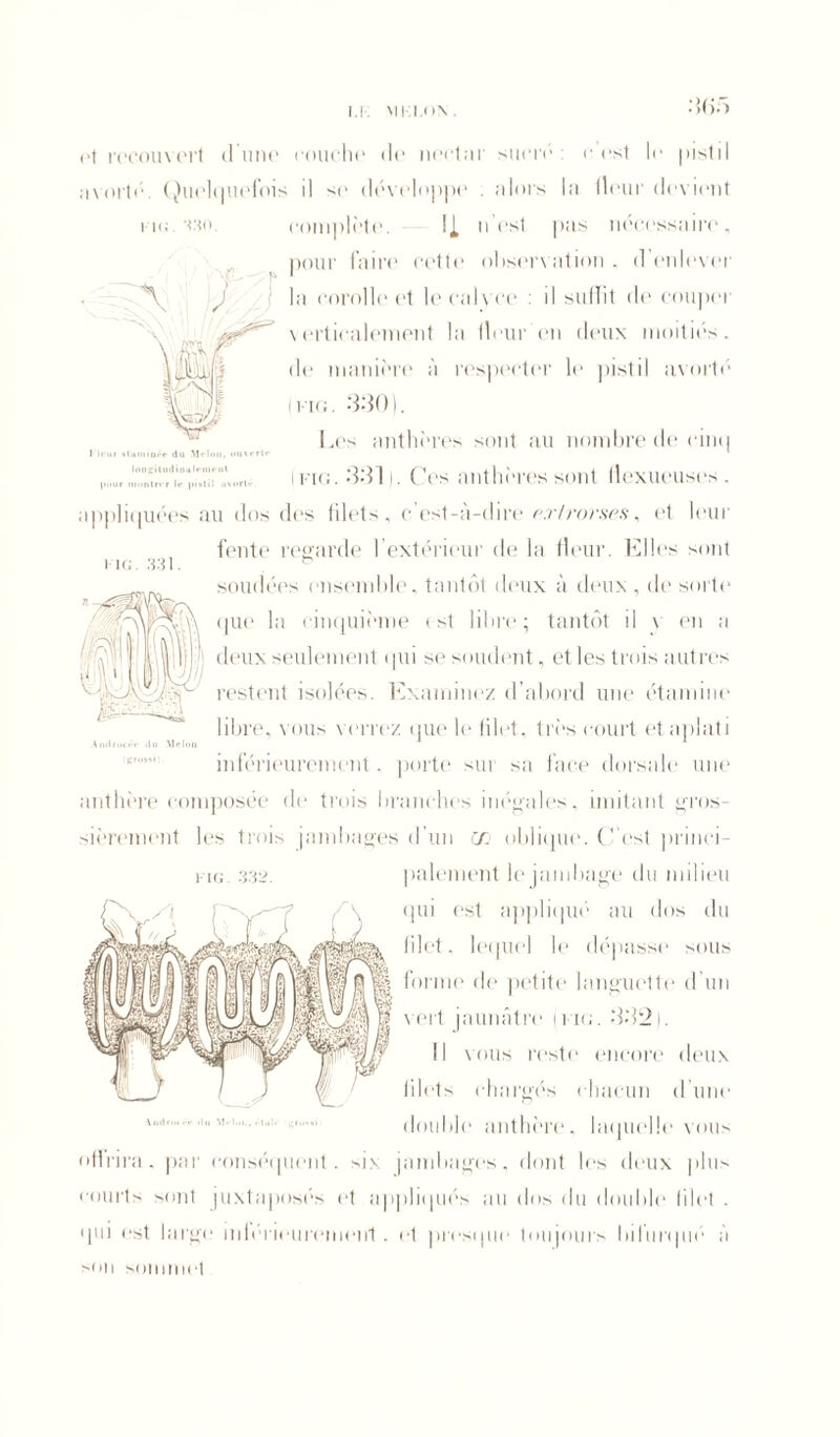 i.k mki.ox. 3(jô pour montrer le pistil avorté. MG. 331. et recouvert dune rouelle de nectar sucre: c est le pistil avorté. Quelquefois il se développe . alors lu lleur devient l ue <30. complète. Il n est pas nécessaire, pour faire cette observation , d enlever è J la corolle et lecalyce : il suffit de couper verticalement la Heur en deux moitiés, de manière à respecter le pistil avorté I i-'ig. 330). Les anthères sont au nombre de cinq ii’io. 331 ). Ces anthères sont llexueuses . appliquées au dos des lilets, c est-à-dire pxlrovses, et leur fente regarde l’extérieur de la fleur. Elles sont soudées ensemble, tantôt deux à deux, de sorte que la cinquième est libre; tantôt il v en a deux seulement qui se soudent, et les trois autres restent isolées. Examinez d’abord une étamine libre, vous verrez que le filet, très court et aplati inférieurement, porte sur sa face dorsale une anthère composée de trois branches inégales, imitant gros- sièrement les trois jambages d’un C/j oblique. C’est princi- kig 332 paiement le jambage du milieu f \ (lu‘ appliqué au dos du ^«4^ jdgjjMW hlet, lequel le dépasse sous Y 1 ,» . . 1, te® m | m lornie do petite ]an°uotto d un i | ejjj jM I? vert jaunâtre un;. 332 I. lê n . i Trynjr il vous reste encore deux \ \ T k r I J v/1 ! lilets chargés chacun dune double anthère, laquelle vous offrira, par conséquent, six jambages, dont les deux plus courts sont juxtaposés et appliqués au dos du double filet ■ qui est large il ifér ieurement. et presque toujours bifurqué à son sommet Amlrocô- du Melon