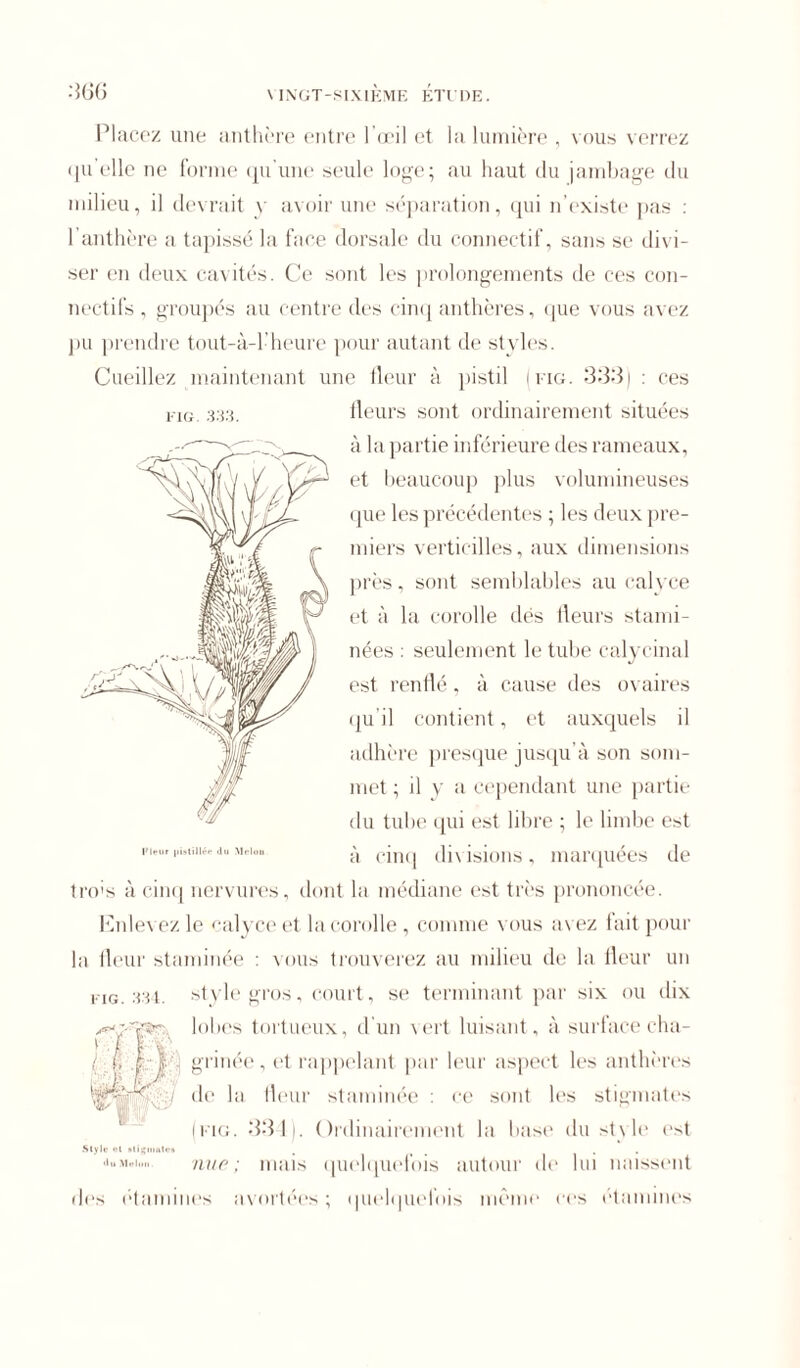 Placez une anthère entre l’œil et la lumière , vous verrez qu’elle ne forme qu'une seule loge; au haut du jambage du milieu, il devrait y avoir une séparation, qui n’existe pas : I anthère a tapissé la face dorsale du connectif, sans se divi- ser en deux cavités. Ce sont les prolongements de ces con- nectifs , groupés au centre des cinq anthères, que vous avez pu prendre tout-à-l’heure pour autant de styles. Cueillez maintenant une fleur à pistil (fig. 333) : ces fleurs sont ordinairement situées à la partie inférieure des rameaux, et beaucoup plus volumineuses que les précédentes ; les deux pre- miers verticilles, aux dimensions près, sont semblables au calvce et à la corolle dés fleurs stami- nées : seulement le tube calycinal est renflé, à cause des ovaires qu’il contient, et auxquels il adhère presque jusqu’à son som- met ; il y a cependant une partie du tube qui est libre ; le limbe est à cinq divisions„ marquées de tro’s à cinq nervures, dont la médiane est très prononcée. Enlevez le <-alyce et la corolle , comme vous av ez fait pour la fleur staminée : vous trouverez au milieu de la fleur un fig. 334. style gros, court, se terminant par six ou dix lobes tortueux, d’un vert luisant, à surface cha- l ■ fi F 'J' i) grinée , et rappelant par leur aspect les anthères ./ de la fleur staminée : ce sont les stigmates (fig. 334). Ordinairement la base du style est Style cl »tiiçiuutv» a . . •luMoion- nue; mais quelquefois autour de lui naissent des étamines avortées ; quelquefois même ces étamines FIG 333.