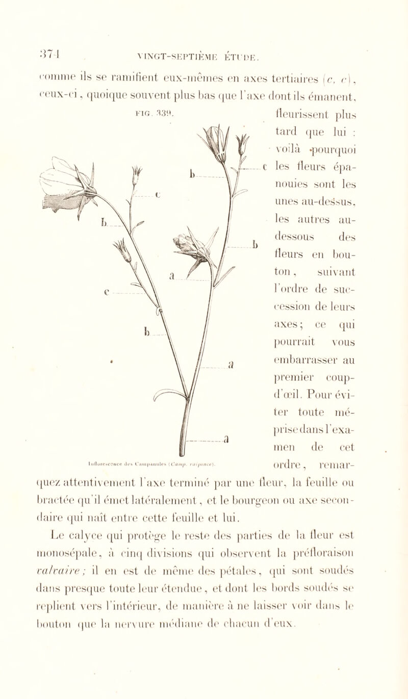 FIG. 33!*. comme ils se ramifient eux-mêines en axes tertiaires le, ri, ceux-ci, (quoique souvent plus bas <|iie l’axe dont ils émanent, fleurissent plus tard que lui : voilà «pourquoi les fleurs épa- nouies sont les unes au-degsus, les autres au- dessous des fleurs en bou- ton , suivant l’ordre de suc- eessioii de leurs axes ; ce qui pourrait vous embarrasser au premier coup- d’œil. Pour évi- ter toute mé- prise dans l'exa- men de cet ordre, remar- quez attentivement l'axe terminé par une fleur, la feuille ou bractée qu’il émet latéralement, et le bourgeon ou axe secon- daire qui naît entre cette feuille et lui. Le calyce qui protège le reste des parties de la fleur est monosépale, à cinq divisions qui observent la préfloraison calcaire ; il en est de même des pétales, qui sont soudés dans presque toute leur étendue, et dont les bords soudés se replient vers l’intérieur, de manière à ne laisser \oir dans le bouton <jne la nervure médiane de chacun d eux