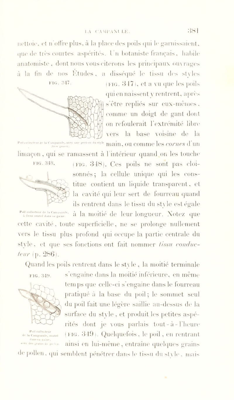 t u.. :m: nettoie, et n offre plus, à la ])lace dus poils tpii le garnissaient, que de très courtes aspérités. I n botaniste français, habile anatomiste, dont nous nous citerons les principaux ouvrages à la fin de nos Etudes, a disséqué le tissu des st\les 11 ig. 3 171, et a mi que les poils qui en naissent v rentrent, après s être repliés sur eux-mêmes, comme un doigt de gant dont on refoulerait l’extrémité libre vers la base voisine de la main, ou comme les cornes d’un limaçon, qui se ramassent à l’intérieur quand on les touche (kig. 348). Ces poils ne sont pas cloi- sonnés ; la cellule unique qui les cons- titue contient un liquide transparent, et la cavité qui leur sert de fourreau quand ils rentrent dans le tissu du stvle est égale npjinult-, avec portion U n st) I»* MG. 348. Poil collprteiir d«> l« Campanule, à la moitié de leur longueur. Notez que cette cavité, toute superficielle, ne se prolonge nullement vers le tissu plus profond qui occupe la partie centrale du style, et que ses fonctions ont fait nommer tissu conduc- teur (p. 2861. Quand les poils rentrent dans le stvle , la moitié terminale kig. 34a. s’engaîne dans la moitié inférieure, en même temps que celle-ci s’engaîne dans le fourreau pratiqué à la base du poil; le sommet seul . du poil fait une légère saillie au-dessus de la surface du style , et produit les petites aspé- 5W rités dont je vous parlais tout - à - l’heure 1 l'If*. 3 lî) ). Quelquefois , le poil, en l'entrant ***<■' llf* ÜNilll Je pu de pollen . <11 ainsi en lui-meme, entraîne quelques grains semblent pénétrer dans le tissu du stvle, mais