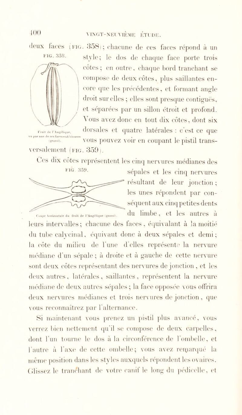 YINGT-NEl YIKMK KTl I)IC. l'ruil île I’.\ngélii|iit* i par une île ses faces extérieures (grossi). MG 359. «leux faces ikig. 358i; chacune de ces faces répond à un mg. 358. style; le dos de chacpie face porte trois côtes; en outre, chaque bord tranchant se \ compose de deux côtes, plus saillantes en- I tore que les précédentes, et formant angle ( droit sur elles ; elles sont presque contiguës, J et séparées par un sillon étroit et profond. A ous avez donc en tout dix côtes, dont six dorsales et quatre latérales : c’est ce que vous pouvez voir en coupant le pistil trans- versalement | fig. 359). Ces dix côtes représentent les cinq nervures médianes des sépales et les cinq nervures résultant de leur jonction ; les unes répondent par con- séquent aux cinq petites dents Cu |ir Imrizontale du fruil de l’Anséli'iue (gru.sh (lu 11 II 11 ) e , (_ t 11-S Ulltl (S (1 leurs intervalles; chacune des faces, équivalant à la moitié du tube calycinal. équivaut donc à deux sépales et demi; la côte du milieu de l’une d’elles représente la nervure médiane d’un sépale; à droite et à gauche de cette nervure sont deux côtes représentant des nervures de jonction , et les deux autres, latérales, saillantes, représentent la nervure médiane de deux autres sépales ; la face opposée vous offrira deux nervures médianes et trois nervures de jonction, que vous reconnaîtrez par l'alternance. Si maintenant vous prenez un pistil plus avancé, vous verrez bien nettement qu’il se compose de deux carpelles, dont l’un tourne le dos à la circonférence de l’ombelle, et l’autre à l’axe de cette ombelle; nous avez remarqué la même position dans les styles auxquels répondent les ovaires. Glissez le tranchant de votre canif le long du pédicelle, et