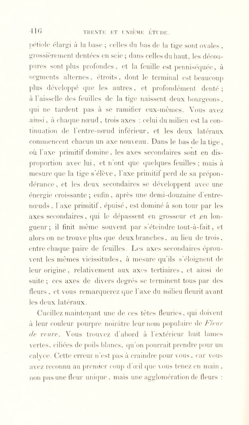 TRKNTK KT VNIKMR KTVDK. 11(5 pétiole élargi à la hase - celles du lias de la tige sont ovales, grossièrement dentées en scie ; dans celles du haut, les décou- pures sont plus profondes, et la feuille est penniséquée, à segments alternes, étroits, dont le terminal est beaucoup plus développé que les autres, et profondément denté; à l’aisselle des feuilles de la tige naissent deux bourgeons, qui ne tardent pas à se ramifier eux-mêmes. Vous ave/ ainsi, à chaque nœud, trois axes : celui du milieu est la con- tinuation de l’entre-nœud inférieur, et les deux latéraux commencent chacun un axe nouveau. Dans le bas de la tige, où l'axe primitif domine. les axes secondaires sont en dis- proportion avec lui, et n’ont que quelques feuilles ; mais à mesure que la tige s’élève, l’axe primitif perd de sa prépon- dérance , et les deux secondaires se développent avec une énergie croissante ; enfin, après une demi-douzaine d’entre- nœuds . l’axe primitif, épuisé, est dominé à son tour par les axes secondaires, qui le dépassent en grosseur et en lon- gueur; il finit même souvent par s’éteindre tout-à-fait, et alors on ne trouve plus que deux branches, au lieu de trois, entre chaque paire de feuilles. Les axes secondaires éprou- vent les mêmes vicissitudes, à mesure qu’ils s’éloignent de leur origine, relativement aux axes tertiaires, et ainsi de suite; ces axes de divers degrés se terminent tous par des fleurs, et vous remarquerez que l’axe du milieu fleurit avant les deux latéraux. Cueillez maintenant une de ces têtes fleuries, qui doivent à leur couleur pourpre noirâtre leur nom populaire de Fleur de relire. Vous trouvez d'abord à l’extérieur huit lames vertes, ciliées de poils blancs, qu’on pourrait prendre pour un calvce. Cette erreur n’est pas à craindre pour vous, car vous avez reconnu au premier coup d'œil que vous tenez en main , non pus une fleur unique, mais une agglomération de fleurs :