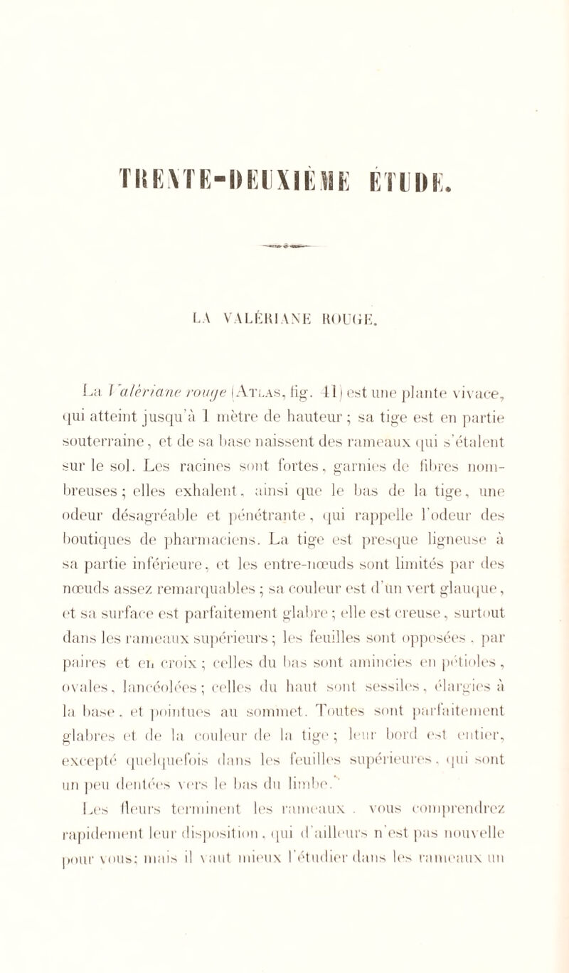 TlîEIVTE-hEUXIÈHK ÉTIIDK. LA VALÉRIANE ROUGE. La l afér/ane rouge (Atlas, (ig. 41) est une plante vivace, qui atteint jusqu'à 1 mètre de hauteur ; sa tige est en partie souterraine, et de sa hase naissent des rameaux qui s’étalent sur le sol. Les racines sont fortes, garnies de fibres nom- breuses; elles exhalent, ainsi que le bas de la tige, une odeur désagréable et pénétrante, qui rappelle l’odeur des boutiques de pharmaciens. La tige est presque ligneuse à sa partie inférieure, et les entre-nœuds sont limités par des nœuds assez remarquables ; sa couleur est d'un vert glauque, et sa surface est parfaitement glabre ; elle est creuse, surtout dans les rameaux supérieurs; les feuilles sont opposées, par paires et en croix; celles du lias sont amincies en pétioles, ovales, lancéolées; celles du haut sont sessiles, élargies à la base, et pointues au sommet. Toutes sont parfaitement glabres et de la couleur de la tige; leur bord est entier, excepté quelquefois dans les feuilles supérieures, qui sont un peu dentées vers le bas du limbe. Les Heurs terminent les rameaux . vous comprendrez rapidement leur disposition , qui d'ailleurs n’est pas nouvelle pour vous; mais il vaut mieux l’étudier dans le> rameaux un