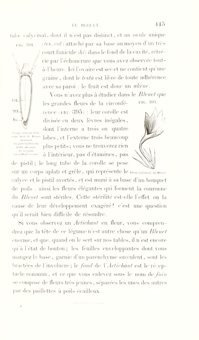 i.r: lu.ki i.T. nu. :wô. ' uupe \efticaie il'un eu ne fruit il** Bleue mollirent le* poils barbelés ilu limbe < «Iveinal, et le» poil» • lui coiffent l'ovaire. luiic nilvt mal, iliuit il ii est pas distinct , et un ovule unique i.-i(- ;î>>4 tes, roi \ attaché par sa luise nu movoii il un très court funicule \hi\ dans le fond de la ea\ ité, rétré eie par l’échancrure que vous avez observée tout- à-l'heure. Ici l'm aire est sec et ne contient qu une graine , dont le testa est libre de toute adhérence avec sa paroi : le fruit est donc un akène. Vous n avez plus à étudier dans le Bleuet que les grandes lleurs de la circonfé- rence inc; 3951 : leur corolle est divisée en deux lèvres inégales, dont l'interne a trois ou quatre : lobes, et l’externe trois beaucoup plus petits; vous ne trouverez rien à l'intérieur, pas d'étamines, pas de pistil ; le long tube de la corolle se pose sur un corps aplati et grêle, qui représente le fi,„ cuivre et le pistil avortés, et est muni à sa base d’un bouquet de poils . ainsi les fleurs élégantes qui forment la couronne du Bleuet sont stériles. Cette stérilité est-elle l'effet ou la cause de leur développement exagéré c’est une question qu'il serait bien difficile de résoudre. Si vous observez un Artichaut en fleur, vous compren- drez (pie la tête de ce légume n’est autre chose qu’un Bleuet énorme, et que, quand on le sert sur nos tables, il n est encore qu'à l'état de bouton; les feuilles enveloppantes dont vous mangez la base, garnie d’un parenchvme succulent, sont les bractées de I involucre; le fond de XArtichaut est le ré. ep- tacle commun, et ce que vous enlevez sous le nom de foin se compose de fleurs très jeunes, séparées les unes des autres parties paillettes à poils écailleux. ’ extérieure .lu Blei