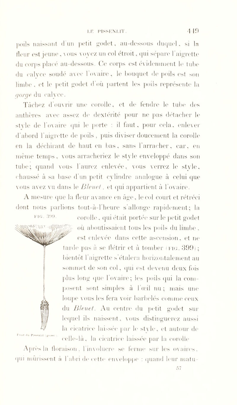 I.F. IMSSHM.IT. -1 10 poils naissant <1 un petit godet, au-dessous duquel, si la fleur est jeune, vous voyez un col étroit, qui sépare l'aigrette du corps placé au-dessous, (le corps est évidemment le tube du calvee soudé avec 1 ovaire, le bouquet de poils est son limbe . et le petit godet d où partent les poils représente la (/orqe du calvee. Tâchez d’ouvrir une corolle, et de fendre le tube des anthères avec assez de dextérité pour ne pas détacher le stvle de l'ovaire qui le porte : il faut, pour cela, enlever d abord l'aigrette de ]»oils , puis diviser doucement la corolle en la déchirant de haut en bas, sans l'arracher, car, en même temps, vous arracheriez le style enveloppé dans son tube; quand vous b aurez enlevée, vous verrez le style, chaussé à sa base d'un petit cy lindre analogue à celui que vous avez vu dans le Bleuet, et qui appartient à l'ovaire. A mesure que la fleur avance en âge, le col court et rétréci dont nous parlions tout-à-1 heure s allonge rapidement; la K1(i corolle, qui était portée sur le petit godet ■HZ'B  où aboutissaient tous les poils du limbe , est enlevée dans cette ascension, et ne tarde pas à se flétrir et à tombe)' ifig. 399); bientôt l’aigrette s étalera horizontalement au sommet de son col, qui est devenu deux fois plus long que 1 ovaire; les poils qui la com- posent sont simples à l’œil nu ; mais une loupe vous les fera voir barbelés comme ceux du Bleuet. Au centre du petit godet sur lequel ils naissent, vous distinguerez aussi la cicatrice laissée par le stvle, et autour de celle-là, la cicatrice laissée par la corolle Après la floraison, linvolucre se ferme sur les ovaires, qui mûrissent à l'abri do cette enveloppe : quand leur matu- l'nnt <tu !*•««*• n 111 gn