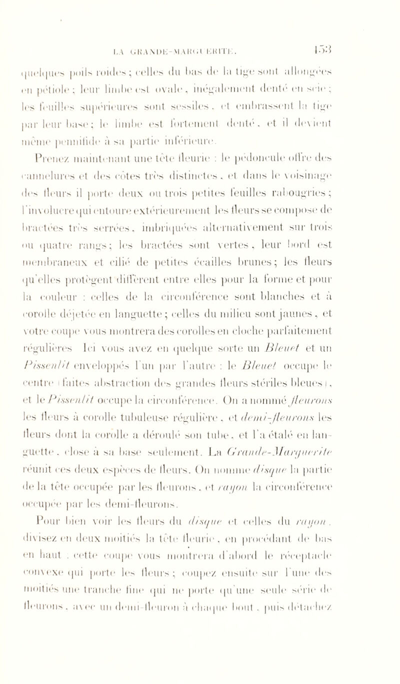 I. \ G HA N l)K SI UUII Klll'l K. I5:i q uelq ucs poils roules' relies du lias de la tige sont allongées en pétiole; leur limbe est ovale, inégalement denté en scie ; les feuilles supérieures sont sessiles , et embrassent la tige par leur base; le limbe est lortement dente, et il devient même penniiide à sa partie inférieure. Prenez maintenant une tète dem ie : le pédoncule ollre des cannelures et des cotes très distinctes, et dans le voisinage des lleurs il porte deux ou trois petites feuilles rabougries; l involucre qui entoure extérieurement les lleurs se compose de bractées très serrées, imbriquées alternativement sur trois ou quatre rangs; les bractées sont vertes, leur bord est membraneux et cilié de petites écailles brunes; les fleurs qu elles protègent different entre elles pour la forme et pour la couleur : celles de la circonférence sont blanches et a corolle déjetée en languette; celles du milieu sont jaunes, et votre coupe vous montrera des corolles en cloche parfaitement régulières Ici vous avez en quelque sorte un Bleuet et un Pissenlit enveloppés l’un par l’autre : le Bleuet occupe le centre faites abstraction des grandes lleurs stériles bleues |, et le Pissenlit occupe la circonférence. On a nommé Jleurons les lleurs à corolle tubuleuse régulière, et demi-fleurons les lleurs dont la corolle a déroule son tube, et l a étalé eu lan- guette. close a sa base seulement. La Grande-Maryuente réunit ces deux espèces de lleurs. On nomme disque la partie delà tête occupée par les fleurons, et riti/on la circonférence occupée par les demi-fleurons. Pour bien voir les lleurs du distjue et celles du rayon . divisez en deux moitiés la tote lleurie , en procédant de bas en haut . cette coupe vous montrera d'abord le réceptacle convexe qui porte les lleurs; coupez ensuite sur l une des moitiés une tranche fine qui ne porte qu'une seule série de fleurons. avec un demi lleuron à chaque bout , puis détachez