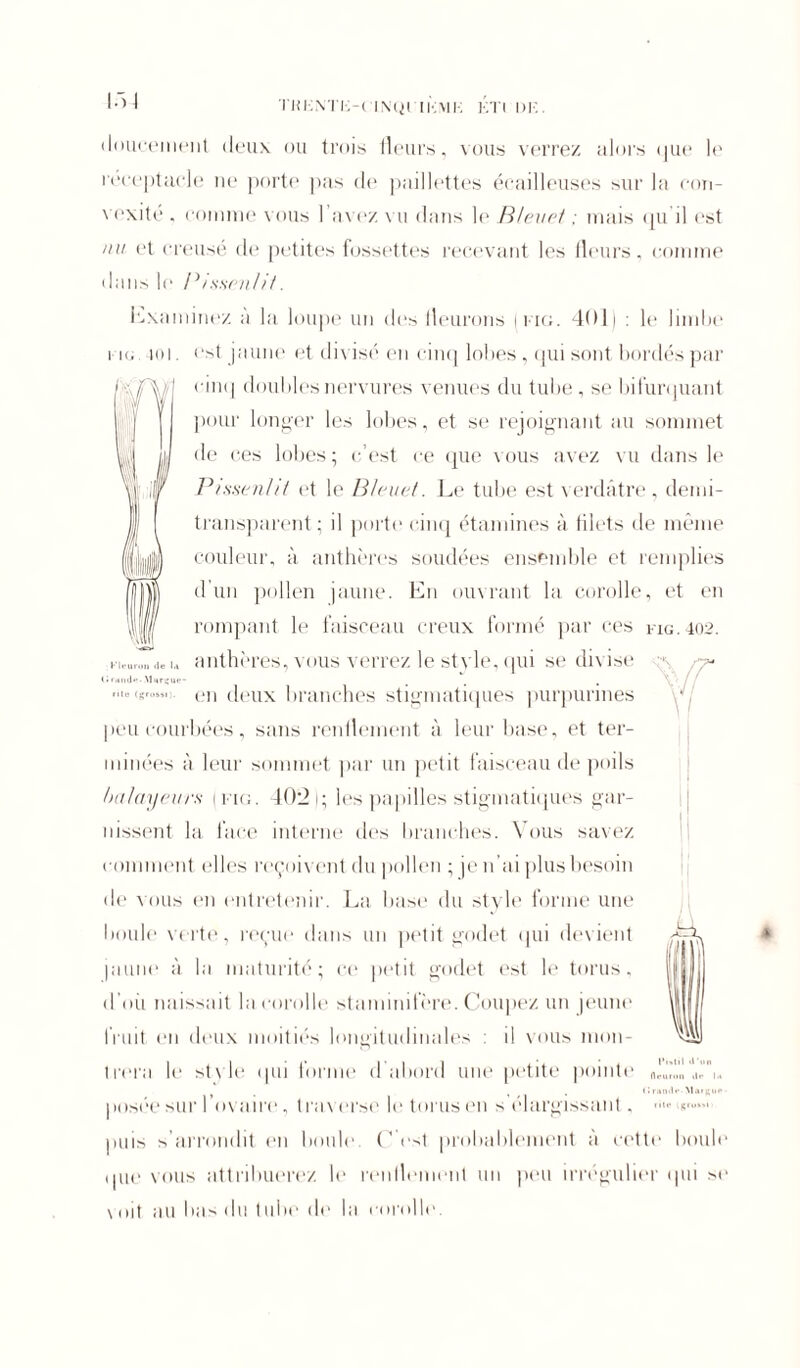 TKKNTK-CINQl IKV1K K I I DK I ô If doucement deux ou trois fleurs, vous verrez alors <|ue le réceptacle ne porte pas de paillettes écailleuses sur la con- vexité . comme vous I avez vu dans le Bleuet ; mais (ju il est nu et creusé de petites fossettes recevant les fleurs, comme dans le Pissenlit. 1 examinez à la loupe un des fleurons | mg. 401 i : le limbe i ig.401. est jaune et divisé en cinq lobes, qui sont bordés par I CA/1 ' m,l doubles nervures venues du tube , se bifurquant pour longer les lobes, et se rejoignant au sommet de ces lobes ; c’est ce que vous avez vu dans le Pissenlit et le Bleuet. Le tube est verdâtre, demi- transparent ; il porte cinq étamines à filets de même couleur, à anthères soudées ensemble et remplies d'un pollen jaune. En ouvrant la corolle, et en rompant le faisceau creux formé par ces fig.402. Kleurou de U anthères, vous verrez le stvle, qui se divise (irand**. Marque- ,ite (grossi;. e]1 deux branches stigmatiques purpurines peu courbées, sans renflement à leur base, et ter- minées à leur sommet par un petit faisceau de poils balayeurs (fig. 402); les papilles stigmatiques gar- nissent la face interne des branches. Vous savez comment elles reçoivent du pollen ; je li ai plus besoin de vous en entretenir. La base du style forme une boule verte, reçue dans un petit godet qui devient Iaune à la maturité; ce petit godet est le torus, d’où naissait la corolle stamini 1ère. Coupez un jeune fruit en deux moitiés longitudinales : il vous mon- trera le stvle qui forme d abord une petite pointe posée sur l’ov aire, traverse le torus en s élargissant ^ rite* , grossi puis s’arrondit en boule. C’est probablement à cette boule que vous attribuerez le renflement un peu irrégulier qui se voit au bas du tube de la corolle. f Pistil d’un IWurun d«* l<* >1 •*- MaiRiir -