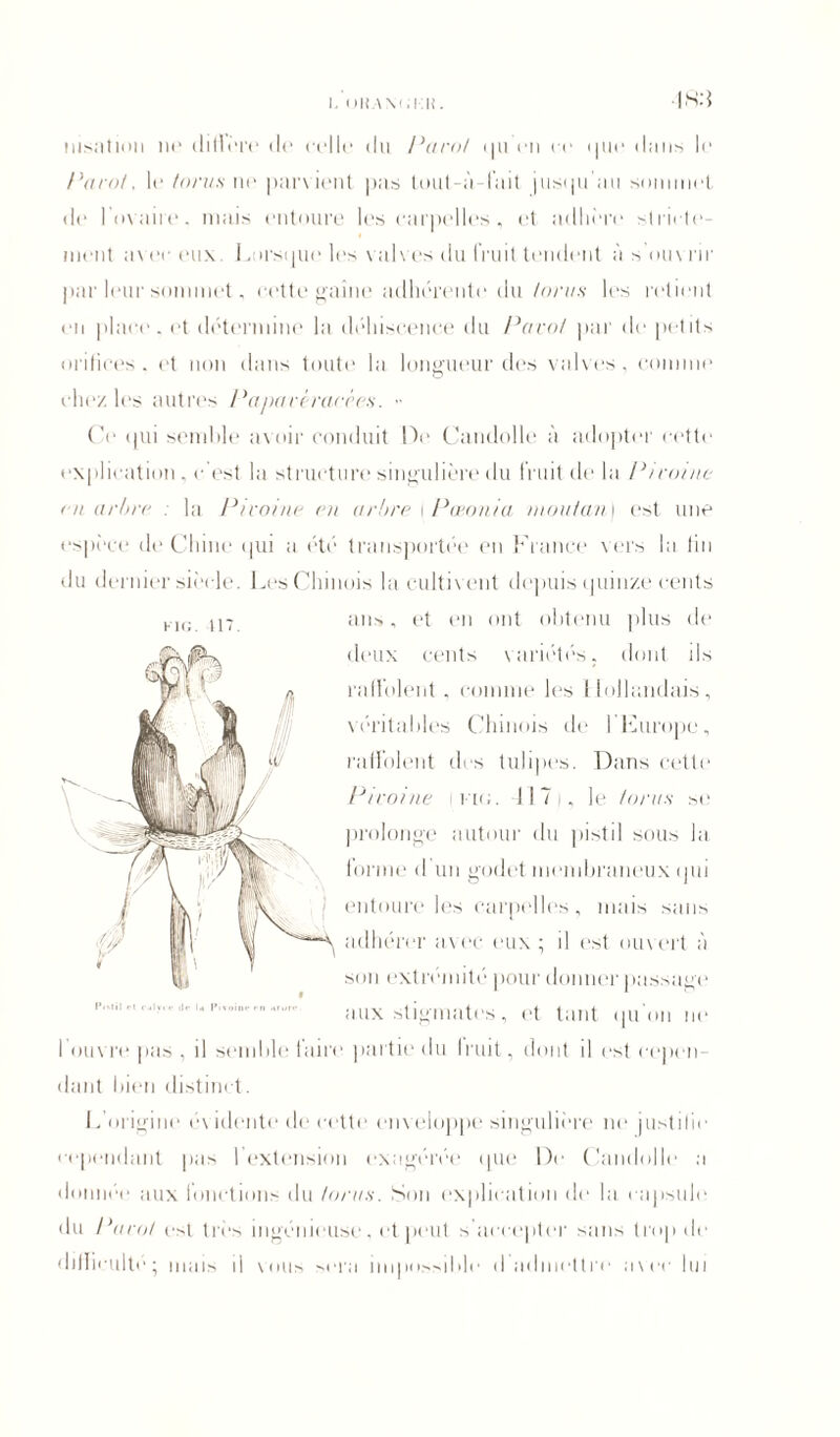 I, Hlî \ V.IR. |s:{ nisation ne (litière de celle du Paroi qu en ce «|ue dans le Paroi, le foras ni' parvient pas tout-à-l’ait jusqu'au sununet de l’ovaire, mais entoure les carpelles, et adhi're stricte- ment nveceux Lorsque les vulves du fruit tendent à s ouvrir par leur sommet, cette gaine adhérente du lovas les retient en place, et détermine la déhiscence du Paroi par de petits orifices . et non dans toute' la longueur des valves , comme chez les autres Papari racées. >• Ce qui semble avoir conduit De Caudolle à adopter cette explication , c’est la structure singulière du fruit de la Pi raine <n arbre : la P} roi ne en arbre i Pœonia moutan) est une espèce; de Chine qui a été transportée en France vers la tin du dernier siècle. Les Chinois la cultivent depuis quinze cents ans, et en ont obtenu plus de deux cents variétés, dont ils raffolent, comme les Hollandais, véritables Chinois de l’Europe, raffolent des tulipes. Dans cette Pivoine ifk;. 417 i, le foras se prolonge autour du pistil sous la forme d’un godet membraneux qui entoure les carpelles, mais sans adhérer avec eux ; il est ouvert à son extrémité pour donner passage aux stigmates, et tant qu on ne l’ouvre pas , il semble faire partie du Imit, dont il est cepen- dant bien distinct. L’origine évidente de cette enveloppe singulière ne justifie cependant pas l’extension exagérée que De Candolle a donnée aux fonctions du foras. Son explication de la capsule du Paroi est très ingénieuse. et peut s accepter sans trop de dillieult é ; mais il \otis sera impossible d admettre a\ee lui FIG. 117 l’i-til rt <-.ily»de U Pivoine en arure