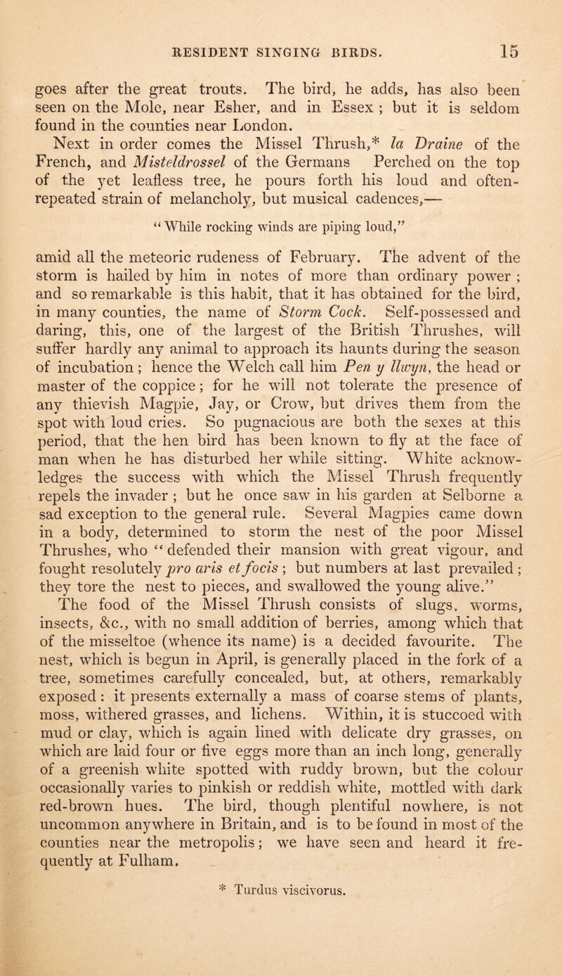 goes after the great trouts. The bird, he adds, has also been seen on the Mole, near Esher, and in Essex ; but it is seldom found in the counties near liondon. Next in order comes the Missel Thrush,* la Draine of the French, and Misteldrossel of the Germans Perched on the top of the yet leafless tree, he pours forth his loud and often- repeated strain of melancholy, but musical cadences,— “ While rocking winds are piping loud,’’ amid all the meteoric rudeness of February. The advent of the storm is hailed by him in notes of more than ordinary power ; and so remarkable is this habit, that it has obtained for the bird, in many counties, the name of Storm Cock. Self-possessed and daring, this, one of the largest of the British Thrushes, will suffer hardly any animal to approach its haunts during the season of incubation; hence the Welch call him Pen y llivyn, the head or master of the coppice; for he will not tolerate the presence of any thievish Magpie, Jay, or Crow, but drives them from the spot with loud cries. So pugnacious are both the sexes at this period, that the hen bird has been known to fly at the face of man when he has disturbed her while sitting. White acknow- ledges the success with which the Missel Thrush frequently repels the invader ; but he once saw in his garden at Selborne a sad exception to the general rule. Several Magpies came down in a body, determined to storm the nest of the poor Missel Thrushes, who “ defended their mansion with great vigour, and fought resolutely pro arts et focis ; but numbers at last prevailed ; they tore the nest to pieces, and swallowed the young alive.” The food of the Missel Thrush consists of slugs, worms, insects, &c., with no small addition of berries, among which that of the misseltoe (whence its name) is a decided favourite. The nest, which is begun in April, is generally placed in the fork of a tree, sometimes carefully concealed, but, at others, remarkably exposed : it presents externally a mass of coarse stems of plants, moss, withered grasses, and lichens. Within, it is stuccoed with mud or clay, which is again lined with delicate dry grasses, on which are laid four or five eggs more than an inch long, generally of a greenish white spotted with ruddy brown, but the colour occasionally varies to pinkish or reddish white, mottled with dark red-brown hues. The bird, though plentiful nowhere, is not uncommon anywhere in Britain, and is to be found in most of the counties near the metropolis; we have seen and heard it fre- quently at Fulham. * Turdus viscivorus.