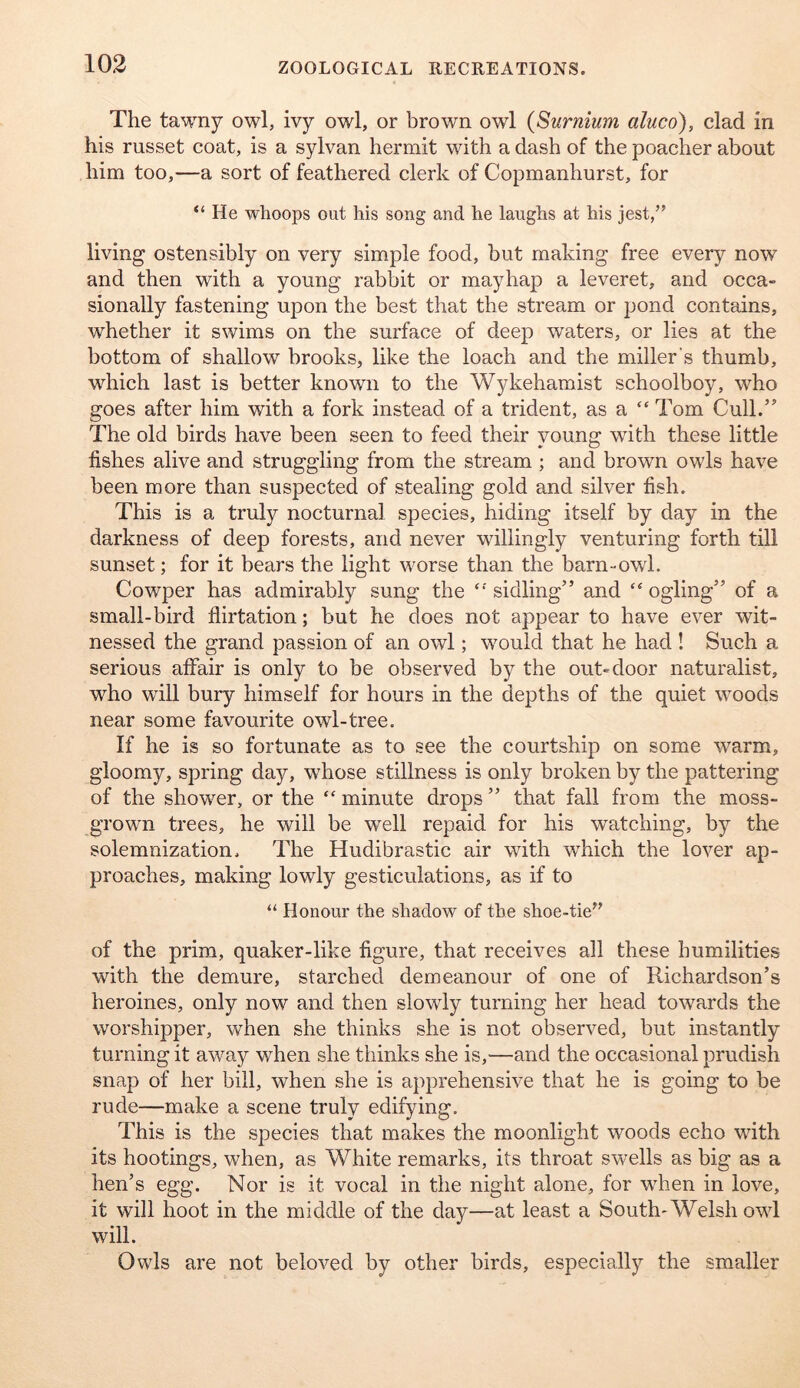 The tawny owl, ivy owl, or brown owl {Surnium aluco), clad in his russet coat, is a sylvan hermit with a dash of the poacher about him too,—a sort of feathered clerk of Copmanhurst, for “ He whoops out his song and he laughs at his jest,” living ostensibly on very simple food, but making free every now and then with a young rabbit or mayhap a leveret, and occa- sionally fastening upon the best that the stream or pond contains, whether it swims on the surface of deep waters, or lies at the bottom of shallow brooks, like the loach and the miller's thumb, which last is better known to the Wykehamist schoolboy, who goes after him with a fork instead of a trident, as a “ Tom Cull.” The old birds have been seen to feed their young with these little fishes alive and struggling from the stream ; and brown owls have been more than suspected of stealing gold and silver fish. This is a truly nocturnal species, hiding itself by day in the darkness of deep forests, and never willingly venturing forth till sunset; for it bears the light worse than the barn-owl. Cowper has admirably sung the sidling” and “ ogling” of a small-bird flirtation; but he does not appear to have ever wit- nessed the grand passion of an owl; would that he had ! Such a serious affair is only to be observed by the out-door naturalist, who will bury himself for hours in the depths of the quiet woods near some favourite owl-tree. If he is so fortunate as to see the courtship on some 'warm, gloomy, spring day, whose stillness is only broken by the pattering of the shower, or the “minute drops” that fall from the moss- grown trees, he will be well repaid for his WEitching, by the solemnization. The Hudibrastic air with which the lover ap- proaches, making lowly gesticulations, as if to “ Honour the shadow of the shoe-tie” of the prim, quaker-like figure, that receives all these humilities with the demure, starched demeanour of one of Richardson’s heroines, only now and then slowly turning her head towards the worshipper, when she thinks she is not observed, but instantly turning it aw^ay when she thinks she is,—and the occasional prudish snap of her bill, when she is apprehensive that he is going to be rude—make a scene truly edifying. This is the species that makes the moonlight woods echo with its hootings, when, as White remarks, its throat swells as big as a hen’s egg. Nor is it vocal in the night alone, for w^hen in love, it will hoot in the middle of the day—at least a South-Welsh owl will. Owls are not beloved by other birds, especially the smaller