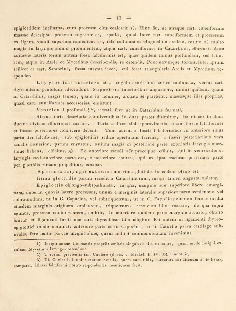 epiglotticlem inclinans, cum processu eius coalescit i)t Hinc fit, ut utraque cart. cuneiformis massae descriptae processu augeatur et, spatio, quod inter cart. cuneiformem et processum ex ligam^ vocali superiore venientem est, tela cellulosa et pinguedine expleto, torum <2) multo magis in laryngis sinum prominentem, atque cart+ cuneiformes in Catarrhinis, efformet» Ante cuiusvis lateris torum autem fossa falciformis est, quae quidem minus profundam, sed latio- rem, atque in Atele et Mycetibus describendis, se ostendit^ Pone utrumque torum, inter ipsum scilicet et cart* Santorini, fossa curvata iacet, cui fossa triangularis Atelis et Mycetiuiii re- spondet. Lig. glottidis inferiora lata, angulo acutissimo antice coniuncta, versus cart. thyreoideam paululum adscendunt. Superiora inferioribus angustiora, minus quidem, quam in Catarrhinis, magis tamen, quam in homine, arcuata se praebent, massasque illas proprias, quasi cart. cuneiformes accessorias, emittunt. Ventriculi profundi J , saccati, fere ut in Catarrhinis formati* Sinus toris descriptis conniventibus in duas partes dirimitur, ita ut aer in duos ductus divisus efiluere sit coactus* Toris scilicet sibi approximatis etiam fossae falciformes et fossae posteriores connivere debent. Tunc autem a fossis falciformibus in anteriore sinus parte iter falciforme, sub epiglottidis radice aperturam faciens, a fossis posterioribus vero canalis posterior, parum curvatus, ostium magis in posteriore parte exterioris laryngis aper- turae habens, efficitur* 3) E.x anteriore canali aer praecipue effluit, qui in ventriculis et laryngis cavi anteriore parte est, e posteriore contra, qui ex ipsa tracheae posteriore parte per glottidis rimam propellitur, emanat. Apertura laryngis externa cum rima glottidis in eodem plano est. Rima glottidis parum recedit a Catarrhinorum, magis tamen angusta videtur. Epiglottis oblongo-subspathulata, magna, margine suo superiore libero emargi- nata, duos in quovis latere processus, unum e marginis lateralis superiore parte venientem vel subrotundum, ut in C. Capucina, vel subtriquetrum, ut in C* Fatuello; alterum fere e medio eiusdem marginis originem capientem, triquetrum, sese cura illius massae, de qua supra egimus, processu coniungentem, emittit* In anteriore quidem parte margine arcuato, obtuso finitur et ligamenti fortis ope cart* thyreoideae hilo affigitur Esi autem in ligamenti thyreo- epiglottici modo nominati anteriore parte et in Capucina, et in Fatuello parva cartilago sub- ovalis, fere lentis parvae magnitudine, quam nullibi commemoratam invenimus. '1 * * * 1) Incipit autem liis massis propriis emissis singularis illa structura, quam modo insigni ex- cultam Mycetium larynges ostendunt. 2} Tororum praesentia iam Cuviero (libers. v, Meckel. B, IV. 351.} innotuit, 3) 111. Cuvier 1. 1. unius tantum canalis, quem cum tibia, curvatura sua litteram S, imitante, comparat, itineri falciformi nostro respondentis, mentionem facit.