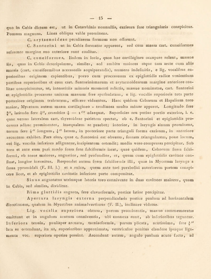 quo in Cebis dictum est, ut in Catarrhinis nonnullis, excisura fere triangularis conspicitur. Pomum magnunu Linea obliqua valde prominens. C. arytaenoideae peculiarem formam non olferunt^ C. Santorini ut in Cebis formatae apparent, sed cum massa cart* cuneiformes referente margine suo anteriore sunt coalitae. C. c u n e i f 0 r 111 e s^ Iisdem in locis, quos hae cartilagines occupare solent, massae iis, quas in Cebis descripsimus, similes, sed ambitu maiores atque tam arcte cum aliis massis (cart, cuneiformibus accessoriis aequiparandis), numero indefinitis, e ligt vocalibus su- perioribus originem capientibus, porro cum processuum ex epiglottidis radice venientium partibus superioribus et cum cart, Santorinianarum et arytaenoidearum margine anteriore coa- litae conspiciuntur, ut, interstitiis minoris momenti relictis, massae nominatae, cart. Santorini et epiglottidis processus unicam massam fere spathulatam, e lig. vocalis superioris tota parte posteriore originem trahentem, efficere videantur^ Haec quidem Ceborum et Hapalium toro maior, Mycetum autem massa cartilagineo - tendinosa multo minor appareL Longitudo fere I'', latitudo fere crassities — i adaequat^ Superficies seu potius portio exterior, i. quae versus lateralem cart. thyreoideae parietem spectat, ob c. Santorini et epiglottidis pro- cessus adhuc prominentes, inaequalem se praebet; interior, in laryngis sinum prominens, torum fere 4^'^ longum, \ latum, in posteriore parte trianguli forma excisum, in anteriore arcuatum exhibet. Pars eius, quae c. Santorini est obversa , fossam triangularem, pone locum, cui lig. vocalia inferiora affiguntur, incipientem ostendit; media vero compressa percipitur. Sub toro et ante eum pari modo fossa fere falciformis iacet, quae quidem, Ceborum fossa falci- formi, ob toros maiores, angustior, sed profundior, et, quum cum epiglottidis cavitate con- fluat, longior invenitur. Respondet autem fossa falciformis illi, quae in Mycetum larynge a fossa pyramidali (F. III. 1.) et a sulcu, quem ante tori parabolici anteriorem partem conspi- cere licet, et ab epiglottidis cavitatis inferiore parte componitur. Sinus angustatus utriusque lateris toro connivente in duas cavitates maiores, quam in Cebis, sed similes, dividitur. Rima glottidis angusta, fere clavaeformis, postice latior percipitur. Apertura laryngis externa perpendicularis postice paulurn ad horizontalem directionem, qualem in Mycetibus animadvertimus (F. II.), inclinare videtur. Lig. vocalia superiora obtusa, parum prominentia, massas commemoratas emittunt et in angulum acutum conniventia, ubi connexa sunt, ab inferioribus teguntur. Inferiora tenuia, paulisper arcuata, taeniaeformia, parum plicata, acutissima, fere lata se ostendunt, ita ut, superioribus approximata, ventriculos penitus claudere ipsaque liga- menta voc. superiora operire possint. Ascendunt autem, angulo paulum acuto facto, ad