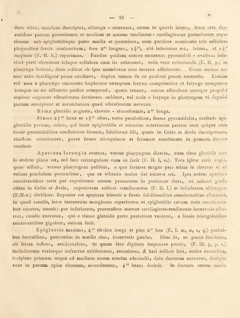 duos alios, nondum descriptos, oblongo - obovatos, unum in quovis latere, inter cart. thy- reoideae partem posteriorem et mediam et massae tendinoso - cartilaginosae posteriorem supe- riorem sub epiglottidisque parte media et posteriore, cum partibus nominatis tela cellulosa pinguedine farcta coniunctum, fere 2 longum, i|-'^ ubi latissimus est, latum, et i amplum (F* II. h*) reperimus* Fandos quidem coecos saccorum pyramidali - ovalium infe- riori parti obvertunt telaque cellulosa cum iis cohaerent, ostia vero subrotunda (F^ 11, p.) in pharynge habent, dum scilicet ab ipsa membrana eius interna elTiciuntur^ Usum eorum me non satis intelligere posse confiteor, duplex tamen de eo proferri potest sententia^ Etenim vel aere e pharynge emanante implentur antequam larynx comprimitur et larynge compresso aereque ex eo eflluente pariter compressi, quem tenent, aerem effundunt aerisque propulsi copiam augentes vibrationem fortiorem reddunt, vel aeris e larynge in pharyngem vi depulsi partem suscipiunt et secundariam quasi vibrationem movent. Rima glottidis .angusta, clavato - rimaeformis, 2^' longa^ Sinus 24^' latus et altus, toros parabolicos, fossas pyramidales, cavitatis epi- glottidis partem, sulcos, qui inter epiglottidis et tororum anteriorem partem sunt quique cum fossis pyramidalibus confluentes fossam, falciformi ilii, quam in Cebis et Atele descripsimus, similem constituunt, porro fossas triangulares et foramen semiiunare in pomum ducens continet. Apertura laryngis externa, versus pharyngem directa, cum rima glottidis non in eodem plano est, sed fere rectangulum cum ea facit (F. II. 1, o+). Tota igitur aeris copia, quae effluit, versus pharyngem pellitur, e quo fortasse magna pars etiam in choanas et ad velum pendulum protruditur, qua re vibratio maior flat necesse est. Ipsa autem apertura conniventibus toris per superiorem eorum processum in portiones duas, ut minori gradu etiam in Cebis et Atele, superiorem scilicet semilunarem (F. 11. 1.) et inferiorem oblongam (FJI.o.) dividitur. Superior est apertura itineris a fossis falciformibus conniventibus efForinati, in quod canalis, inter torororum marginem superiorem et epiglottidis cavum toris conniveiiti- bus exortus, transit; per inferiorem, processibus massae cartilagineo-tendinosae incurvatis effec- tam, canalis curvatus, qui e rimae glottidis parte posteriore veniens, a fossis triangularibus conniventibus gignitur, ostium facit. Epiglottis maxima, 4 circiter longa et plus 2''' lata (F, I. in, n, o, q.) parieti- bus lateralibus, praesertim in medio eius, incurvatis gaudet. Hinc flt, ut paene fornicem, ob latera inflexa, semicanalem, in quem fere digitum imponere possis, (F. 111. g, p, r.) includentem variosque anfractus exhibentem, aemuletur, A basi scilicet lata, antice rotundata, incipiens primum usque ad medium suum sensim adscendit, dein deorsum curvatur, denique vero in partem apice obtusam, ascendentem, latam desinit. In decursu autem modo