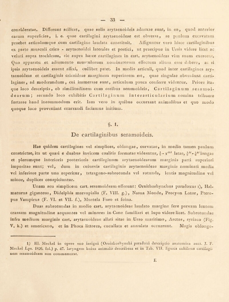 consideratae* Differunt scilicet, qnae solis arytaenoideis adnexae sunt, in eo, quod anterior earum superficies, i. e. quae cartilagini arytaenoideae est obversa, se p.uilnin excavatam praebet articulumque cum cartilagine laudata constituit* Affiguntur vero hisce cartilaginibus ex parte musculi crico - arytaenoidei laterales et postici, ut praecipue in Ursis videre licet ac veluti supra trochleam, sic supra hasce cartilagines in cart* arytaenoideas vim suam exerceiit. Quo apparatu et adiumento musculorum noininatornm effectum alium esse debere, ac si ipsis arytaenoideis essent affixi, cuilibet patet. In medio articuli, quod inter cartilagines ary- taenoideas et cartilaginis cricoideae marginem superiorem est, quae singulae obveniunt carti- lagines, ad moderandum, cui immersae sunt, articulum pauca conferre videntur* Priore ita- que loco descriptis, ob similitudinem cum ossibus sesamoideis. Cartilaginum sesamoi- dearum; secundo loco exhibitis Cartilaginum in t erarticu larium nomina tribuere fortasse haud incommodum erit. lam vero in quibus occurrant animalibus et quo modo quoque loco proveniant enarrandi faciamus initium. 5. 1. De cartilaginibus sesamoideis. Hae quidem cartilagines vel simplices, oblongae, curvatae, in medio tamen paulum constrictae, ita ut quasi e duabus invicem coalitis formatae videantur, 4--latae,longae et plerumque interioris posterioris cartilaginum arytaenoidearum marginis parti superiori impositae sunt; vel, dum in cuiusvis cartilaginis arytaenoideae marginis nominati media vel inferiore parte una reperitur, tetragono-subrotunda vel rotunda, lentis magnitudine vel minor, duplices conspiciuntur. Unam seu simplicem cart. sesamoideam offeruntt Ornithorhynchus paradoxus i), Hal- maturus giganteus, Didelphis marsupialis (F* VllI. g.), Nasua Monde, Procyon Lotor, Ptero- pus Vampirus (F. VI. et VII. f.). Mustela Furo et foina. Duas subrotundas in medio cart* arytaenoideae laudato margine fere parvam lentem crassam magnitudine aequantes vel minores in Cane familiari et lupo videre licet. Subrotundae infra medium marginis cart* arytaenoideae allati sitae in Urso maritimo, Arctos, syriaco (Fig. V* k.) et americano, et in Phoca littorea, cucullata et annulata occurrunt. Magis oblongo- 1) 111. Meckel in opere suo insigni (Ornitliorhynchi paradoxi descriptio anatomica auct. J. F. Meckel Lps. 1826. fol.) p. 47. laryngem huius animalis describens et in Tab. VU. figuris exhibens cartilagi- nem sesamoideam non commemorat. E