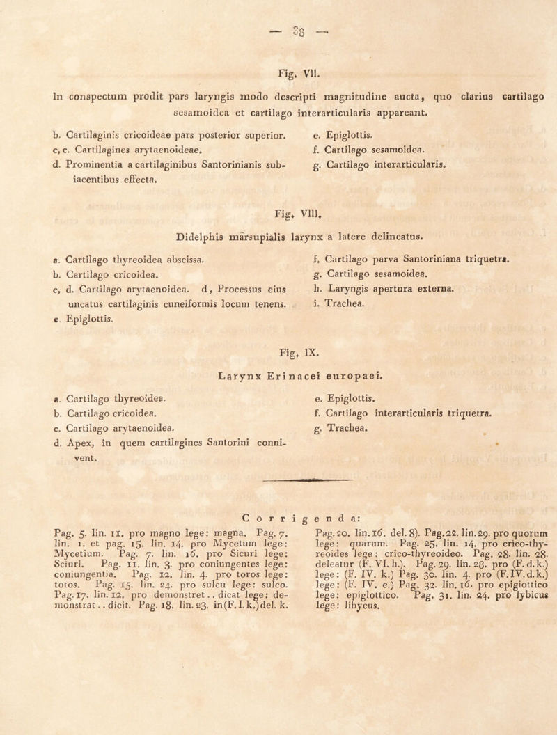 In conspectum prodit pars laryngis modo descripti magnitudine aucta, quo clarius cartilago sesamoidea et cartilago interarticularis appareant. b. Cartilaginis cricoideae pars posterior superior. e. Epiglottis. c. c. Cartilagines arytaenoideae* f. Cartilago sesamoidea. d. Prominentia a cartilaginibus Santorinianis sub- g. Cartilago interarticularis» iacentibus eifecta» Fig» VllU Didelpliis marsupialis larynx a latere delineatus. 8. Cartilago thyreoidea abscissa. b. Cartilago cricoidea* c, d. Cartilago arytaenoidea. d. Processus eius uncatus cartilaginis cuneiformis locum tenens. e. Epiglottis. f* Cartilago parva Santoriniana triquetra, g* Cartilago sesamoidea. h. Laryngis apertura externa. i. Trachea. Fig. IX. Larynx Erinacei europaei, a. Cartilago thyreoidea. b. Cartilago cricoidea. c. Cartilago arytaenoidea. d. Apex, in quem cartilagines Santorini conni- vent* e. Epiglottis* f. Cartilago interarticularis triquetra. g. Trachea* C o r r Pag. 5. lin. II* pro magno lege: magna. Pag. 7. lin. 1. et pag. 15. lin. 14. pro Mycetum lege; Mycetium. P^>g- 7- bn. 16* pro Sicuri lege: Sciuri* Psg* II. lin. 3. pro coniungentes lege: coniungentia* Pag. 12. lin. 4. pro toros lege: totos* Pag. 15. lin. 24. pro sulcu lege; sulco. Pag. 17. lin. 12. pro demonstret.. dicat lege; de- monstrat .. dicit. Pag. 18. lin. 23' in(F. I. k.)de]. k. g e n d a: Pag. 20* lin. 16. dei. 8). Pag.22. lin. 29. pro quorum lege: quarum. Pag. 25. lin* 14. pro crico-thy- reoides lege; crico-thyreoideo. Pag. 28* lin. 28- deleatur (F. VI. h.). Pag. 29. lin. 28* pro (F. d.k.) lege: (F. IV. k.) Pag. 30. lin. 4. pro (F.IV.d.k.) lege: (F. IV* e.) Pag* 32. lin. 16. pro epigiottico lege: epiglottico. P^g* 3i. lin. 24. pro lybicus lege: libycus.