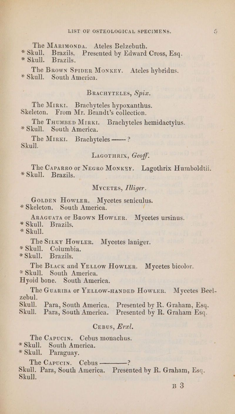 The MArimonpa. Ateles Belzebuth. * Skull. Brazils. Presented by Edward Cross, Esq. * Skull. Brazils. The Brown Spiper Monkey. Ateles hybridus. * Skull. South America. BracuyTELes, Spiw. The Mirxt. Brachyteles hypoxanthus. Skeleton. From Mr. Brandt’s collection. The TuumBep Miri. Brachyteles hemidactylus. * Skull. Svuth America. The Mirxr. Brachyteles —— ? Skull. Lacorurix, Geoff. The Caparro or Necro Monxsy. Lagothrix Humboldtii. * Skull. Brazils. — Mycetss, Jlliger. GoLpEN How.er. Mycetes seniculus. *Skeleton. South America. ' ArAGcuata or Brown Hower. Mycetes ursinus. * Skull. Brazils. * Skull. The Sirxky Hower. Mycetes laniger. * Skull. Columbia. *Skull. Brazils. The Brack and YELLow Howter. Mycetes bicolor. * Skull. South America. Hyoid bone. South America. The Guaripa or YELLOW-HANDED Hower. Mycetes Beel- zebul. Skull. Para, South America. Presented by R. Graham, Esq. Skull. Para, South America. Presented by R. Graham Esq. Cresus, Hral, The Capucin. Cebus monachus. * Skull. South America. * Skull. Paraguay. The Capuctin. Cebus ————? Skull. Para, South America. Presented by R. Graham, Esq. Skull. ; B3