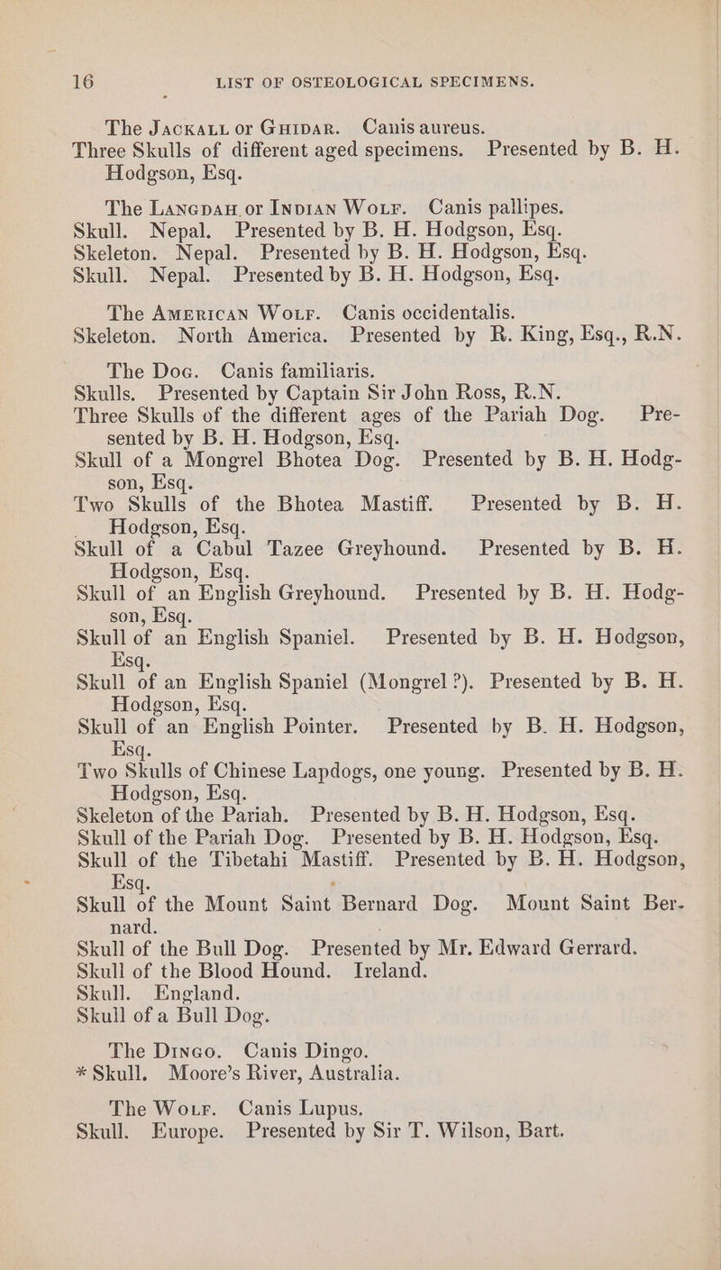 The JackaLi or Guipar. Canis aureus. Three Skulls of different aged specimens. Presented by B. H. Hodgson, Esq. The Lanepan or Invian Wotr. Canis pallipes. Skull. Nepal. Presented by B. H. Hodgson, Esq. Skeleton. Nepal. Presented by B. H. Hodgson, Esq. Skull. Nepal. Presented by B. H. Hodgson, Esq. The AMERICAN Wotr. Canis occidentalis. Skeleton. North America. Presented by R. King, Esq., R.N. The Doc. Canis familiaris. Skulls. Presented by Captain Sir John Ross, R.N. Three Skulls of the different ages of the Pariah Dog. Pre- sented by B. H. Hodgson, Esq. Skull of a Mongrel Bhotea Dog. Presented by B. H. Hodg- son, Esq. Two Skulls of the Bhotea Mastiff. Presented by B. H. _ Hodgson, Esq. Skull of a Cabul Tazee Greyhound. Presented by B. H. Hodgson, Esq. Skull of an English Greyhound. Presented by B. H. Hodg- son, Esq. Skull of an English Spaniel. Presented by B. H. Hodgson, Esq. Skull of an English Spaniel (Mongrel ?). Presented by B. H. Hodgson, Esq. Skull of an English Pointer. Presented by B. H. Hodgson, Esq. Two Skulls of Chinese Lapdog, one young. Presented by B. H. Hodgson, Esq. Skeleton of the Pariah. Presented by B. H. Hodgson, Esq. Skull of the Pariah Dog. Presented by B. H. Hodgson, Esq. Skull of the Tibetahi Mastiff. Presented by B. H. Hodgson, Esq. ; . Skull of the Mount Saint Bernard Dog. Mount Saint Ber- nard. : Skull of the Bull Dog. Presented by Mr. Edward Gerrard. Skull of the Blood Hound. Ireland. Skull. England. Skull of a Bull Dog. The Dineo. Canis Dingo. * Skull. Moore’s River, Australia. The Wotr. Canis Lupus. Skull. Europe. Presented by Sir T. Wilson, Bart.