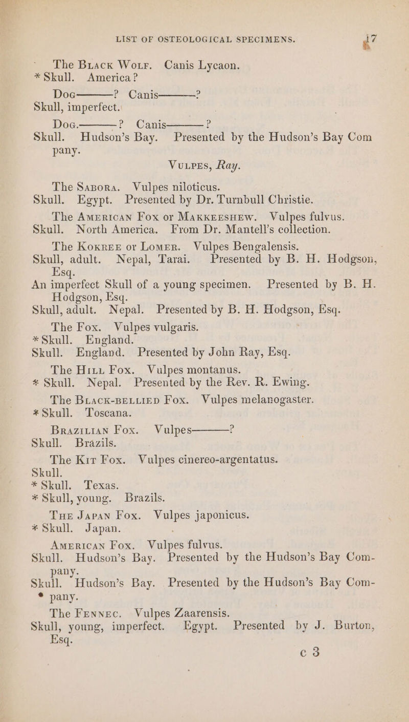 The Brack Woxr. Canis Lycaon. * Skull. America? Doe P Canis e Skull, imperfect. Doc. P Canis i Skull. Hudson’s Bay. Presented by the Hudson’s Bay Com pany. VupeEs, Ray. The Sapora. Vulpes niloticus. Skull. Egypt. Presented by Dr. Turnbull Christie. The American Fox or MakkEeEsHEw. Vulpes fulvus. Skull. North America. From Dr. Mantell’s collection. The Koxrer or Lomer. Vulpes Bengalensis. Skull, adult. Nepal, Tarai. Presented by B. H. Hodgson, Esq. An imperfect Skull of a young specimen. Presented by B. H. Hodgson, Esq. Skull, adult. Nepal. Presented by B. H. Hodgson, Esq. The Fox. Vulpes vulgaris. *Skull. England. Skull. England. Presented by John Ray, Esq. The Hiti Fox. Vulpes montanus. * Skull. Nepal. Presented by the Rev. R. Ewing. The Biack-BELLIED Fox. Vulpes melanogaster. *Skull. Toscana. Braziuian Fox. Vulpes P Skull. Brazils. The Kirt Fox. Vulpes cinereo-argentatus. Skull. * Skull. Texas. * Skull, young. Brazils. Tue Japan Fox. Vulpes japonicus. * Skull. Japan. AmeERIcAN Fox. Vulpes fulvus. Skull. Hudson’s Bay. Presented by the Hudson’s Bay Com- D pany: Skull. Hudson’s Bay. Presented by the Hudson’s Bay Com- * pany. The Fennec. Vulpes Zaarensis. Skull, young, imperfect. Egypt. Presented by J. Burton, Esq. Eo