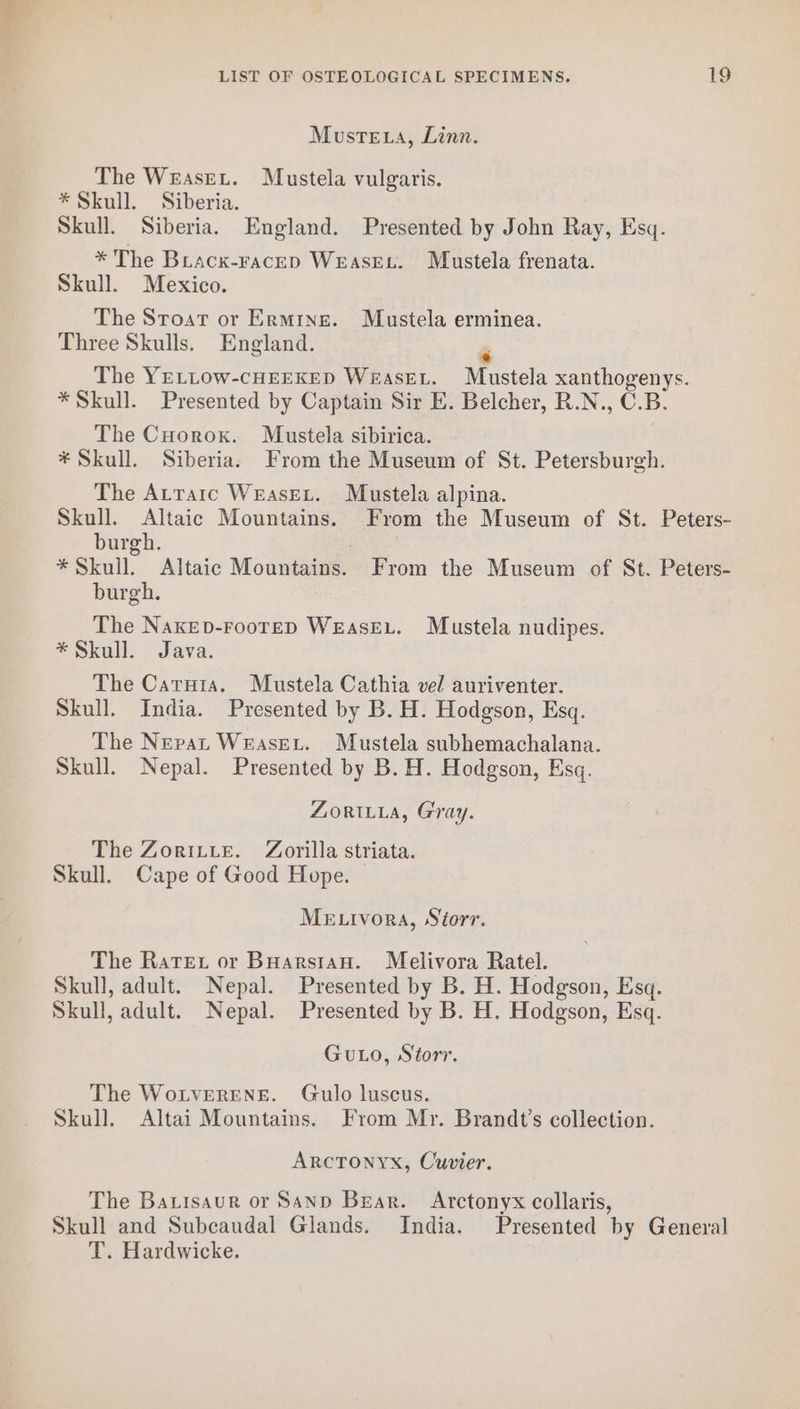 Musteta, Linn. The Weaset. Mustela vulgaris. * Skull. Siberia. Skull. Siberia. England. Presented by John Ray, Esq. * The Bracx-racep WeasEx. Mustela frenata. Skull. Mexico. The Stroat or Ermine. Mustela erminea. Three Skulls. England. ‘ The YELLOw-cHEEKED WeasEL. Mustela xanthogenys. * Skull. Presented by Captain Sir E. Belcher, R.N., C.B. The Cuorox. Mustela sibirica. * Skull. Siberia. From the Museum of St. Petersburgh. The Attarc WeasEeL. Mustela alpina. Skull. Altaic Mountains. From the Museum of St. Peters- burgh. * Skull. Altaic Mountains. From the Museum of St. Peters- burgh. The Nakep-FooTrED WEASEL. Mustela nudipes. * Skull. Java. The Caruta. Mustela Cathia vel auriventer. Skull. India. Presented by B. H. Hodgson, Esq. The Nepat WeaseELt. Mustela subhemachalana. Skull. Nepal. Presented by B. H. Hodgson, Esq. ZORILLA, Gray. The Zoritte. Zorilla striata. Skull. Cape of Good Hope. Me trvora, Storr. The Rater or Buarsian. Melivora Ratel. Skull, adult. Nepal. Presented by B. H. Hodgson, Esq. Skull, adult. Nepal. Presented by B. H. Hodgson, Esq. Guto, Storr. The WoLvERENE. Gulo luscus. Skull. Altai Mountains. From Mr. Brandt’s collection. Arctonyx, Cuvier. The Batisaur or Sand Bear. Arctonyx collaris, Skull and Subcaudal Glands. India. Presented by General T. Hardwicke.