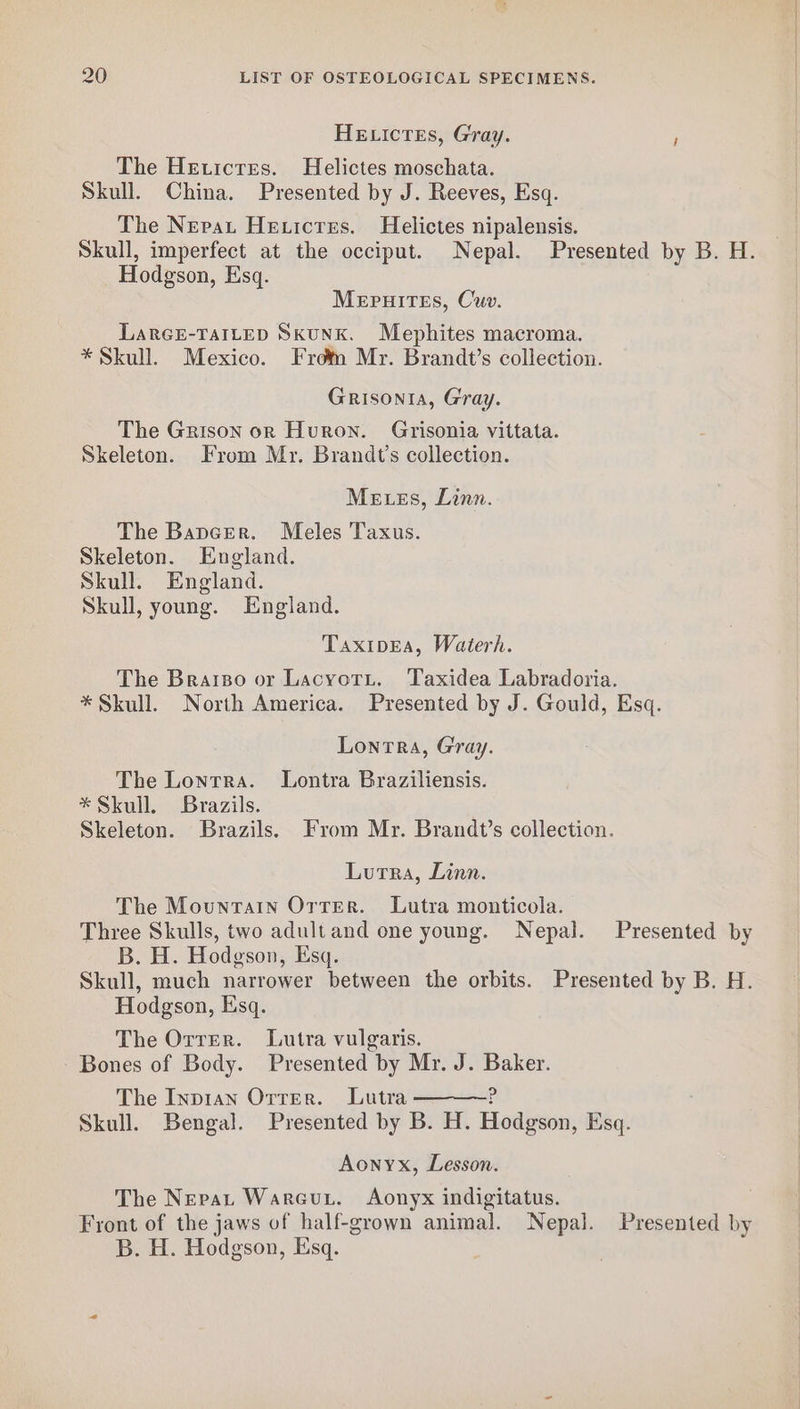 HE LIctes, Gray. ; The Heuictes. Helictes moschata. Skull. China. Presented by J. Reeves, Esq. The Nepat Heticres. Helictes nipalensis. Skull, imperfect at the occiput. Nepal. Presented by B. H. Hodgson, Esq. Mepuirtes, Cuv. LARGE-TAILED SKUNK. Mephites macroma. * Skull. Mexico. From Mr. Brandt’s collection. Grisonta, Gray. The Grison on Huron. Grisonia vittata. Skeleton. From Mr. Brandt’s collection. Me es, Linn. The BapeEer. Meles Taxus. Skeleton. England. Skull. England. Skull, young. England. TaxipEa, Waterh. The Braiso or Lacyotu. Taxidea Labradoria. * Skull. North America. Presented by J. Gould, Esq. Lontra, Gray. The Lontra. Lontra Braziliensis. * Skull. Brazils. Skeleton. Brazils. From Mr. Brandt’s collection. Lutra, Linn. The Mountain Otter. Lutra monticola. Three Skulls, two adultand one young. Nepal. Presented by B. H. Hodgson, Esq. Skull, much narrower between the orbits. Presented by B. H. Hodgson, Esq. The Orrer. Lutra vulgaris. Bones of Body. Presented by Mr. J. Baker. The Inpran Otter. Lutra ? Skull. Bengal. Presented by B. H. Hodgson, Esq. Aonyx, Lesson. The Nepat Warcuu. Aonyx indigitatus. Front of the jaws of half-grown animal. Nepal. Presented by B. H. Hodgson, Esq.