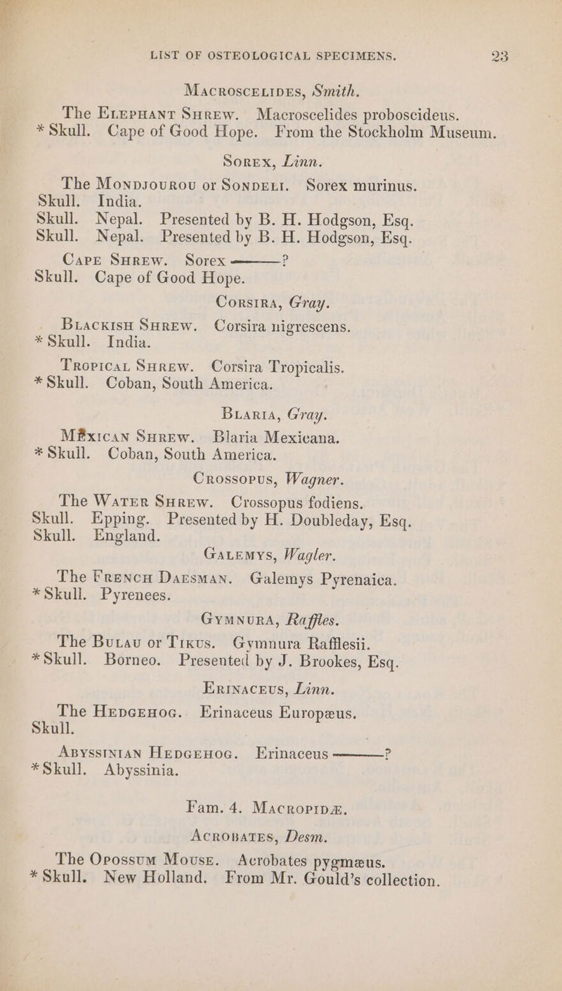 MacroscexipEs, Smith. The ELepHant Surew. Macroscelides proboscideus. * Skull. Cape of Good Hope. From the Stockholm Museum. Sorex, Linn. The Monpsourou or Sonpenr. Sorex murinus. Skull. India. Skull. Nepal. Presented by B. H. Hodgson, Esq. Skull. Nepal. Presented by B. H. Hodgson, Esq. p Care Surew. Sorex Skull. Cape of Good Hope. Corsira, Gray. _ Bracxisu SuHrew. Corsira uigrescens. * Skull. India. Tropica SHrew. Corsira Tropicalis. * Skull. Coban, South America. Braria, Gray. Mé@xican Surew. Blaria Mexicana. * Skull. Coban, South America. Crossopus, Wagner. The Warrr SHrew. Crossopus fodiens. Skull. Epping. Presented by H. Doubleday, Esq. Skull. England. Gatemys, Wagler. The Erencu Darsman. Galemys Pyrenaica. *Skull. Pyrenees. Gymnora, Raffles. The Burau or Tixus. Gymnura Rafflesii. *Skull. Borneo. Presented by J. Brookes, Esq. Erinaceus, Linn. The Hepeenoc.. Erinaceus Europeus. Skull. ABYSSINIAN Hepcrnog. Erinaceus *Skull. Abyssinia. Fam. 4. Macropip&amp;. Acronpates, Desm. The Opossum Mouse. Acrobates pygmaeus. * Skull. New Holland. From Mr. Gould’s collection.