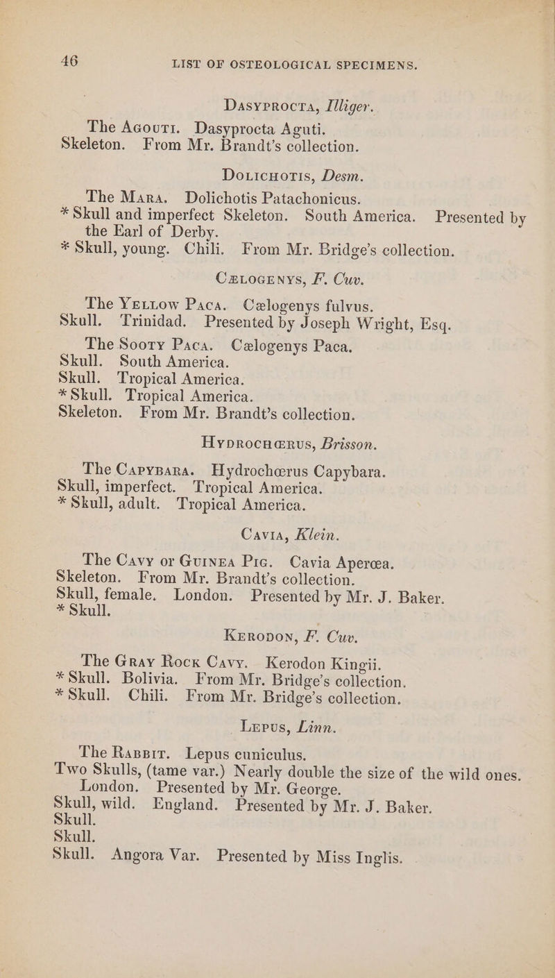 Dasyprocra, Illiger. The Acourt. Dasyprocta Aguti. Skeleton. From Mr. Brandt’s collection. Do.icuoris, Desm. The Mara. Dolichotis Patachonicus. * Skull and imperfect Skeleton. South America. Presented by the Earl of Derby. * Skull, young. Chili. From Mr. Bridge’s collection. Cz.ocenys, F’, Cuv. The Yettow Paca. Celogenys fulvus. Skull. Trinidad. Presented by Joseph Wright, Esq. The Soory Paca. Celogenys Paca. Skull. South America. Skull. Tropical America. * Skull. Tropical America. Skeleton. From Mr. Brandt’s collection. Hyprocnerus, Brisson. The Capypara. Hydrocherus Capybara. Skull, imperfect. Tropical America. * Skull, adult. Tropical America. Cavia, Klein. The Cavy or Guinea Pic. Cavia Apercea. Skeleton. From Mr. Brandt's collection. Skull, female. London. Presented by Mr. J. Baker. * Skull. Kerropon, F. Cuv. The Gray Rock Cavy. Kerodon Kingii. * Skull. Bolivia. From Mr. Bridge’s collection. * Skull. Chili. From Mr. Bridge’s collection. Lepus, Linn. The Rassir. Lepus cuniculus. Two Skulls, (tame var.) Nearly double the size of the wild ones. London. Presented by Mr. George. Skull, wild. England. Presented by Mr. J. Baker. Skull. Skull. Skull. Angora Var. Presented by Miss Inglis.