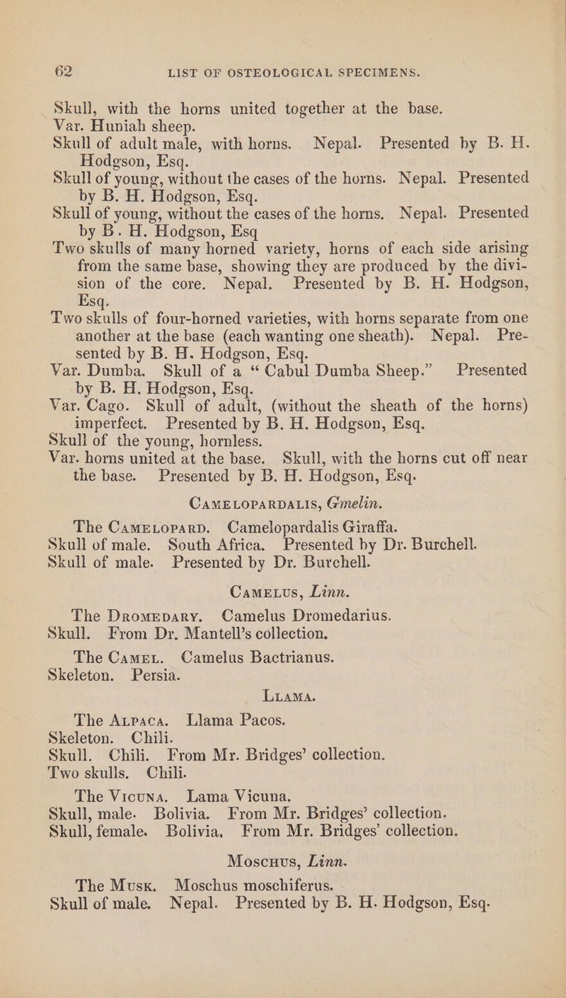 Skull, with the horns united together at the base. Var. Huniah sheep. Skull of adult male, with horns. Nepal. Presented by B. H. Hodgson, Esq. Skull of young, without the cases of the horns. Nepal. Presented by B. H. Hodgson, Esq. Skull of young, without the cases of the horns. Nepal. Presented by B. H. Hodgson, Esq Two skulls of many horned variety, horns of each side arising from the same base, showing they are produced by the divi- sion of the core. Nepal. Presented by B. H. Hodgson, Esq. Two skulls of four-horned varieties, with horns separate from one another at the base (each wanting one sheath). Nepal. Pre- sented by B. H. Hodgson, Esq. Var. Dumba. Skull of a “ Cabul Dumba Sheep.” Presented by B. H. Hodgson, Esq. Var. Cago. Skull of adult, (without the sheath of the horns) imperfect. Presented by B. H. Hodgson, Esq. Skull of the young, hornless. Var. horns united at the base. Skull, with the horns cut off near the base. Presented by B. H. Hodgson, Esq. CAMELOPARDALIS, Gmelin. The CameLoparD. Camelopardalis Giraffa. Skull of male. South Africa. Presented by Dr. Burchell. Skull of male. Presented by Dr. Burchell. Came us, Linn. The Dromepary. Camelus Dromedarius. Skull. From Dr, Mantell’s collection. The Camet. Camelus Bactrianus. Skeleton. Persia. LLAMA. The Atpaca. Llama Pacos. Skeleton. Chili. Skull. Chili. From Mr. Bridges’ collection. Two skulls. Chili. The Vicuna. Lama Vicuna. Skull, male. Bolivia. From Mr. Bridges’ collection. Skull, female. Bolivia, From Mr. Bridges’ collection. Moscuvs, Linn. The Musx. Moschus moschiferus. Skull of male. Nepal. Presented by B. H. Hodgson, Esq.