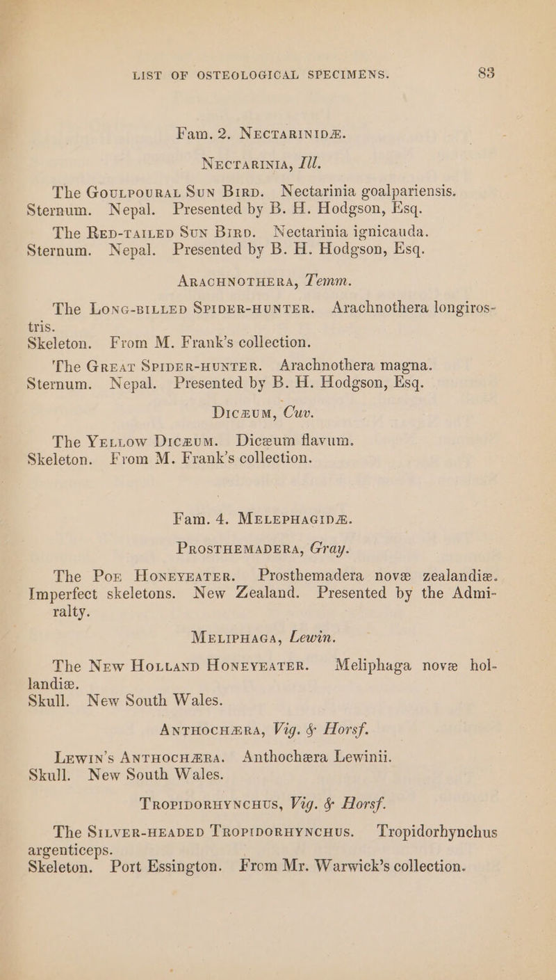 Fam. 2. NECTARINIDE. Necrarinia, Jl. The GouLtrourat Sun Birp. Nectarinia goalpariensis. Sternum. Nepal. Presented by B. H. Hodgson, Esq. The Rep-TalLep Sun Birp. Nectarinia ignicauda. Sternum. Nepal. Presented by B. H. Hodgson, Esq. ARACHNOTHERA, T'emm. The Lonc-s1LLep SpipER-HUNTER. Arachnothera longiros- tris. Skeleton. From M. Frank’s collection. ‘The Great SprpER-HUNTER. Arachnothera magna. Sternum. Nepal. Presented by B. H. Hodgson, Esq. Diczum, Cuv. The YELtow Diczum. Diceum flavum. Skeleton. From M. Frank’s collection. Fam. 4. MELEPHAGIDE. PROSTHEMADERA, Gray. The Por HoneyreatTer. Prosthemadera nove zealandie. Imperfect skeletons. New Zealand. Presented by the Admi- ralty. Me .ipuaca, Lewin. The New Hoxtanp HoneyeateR. Meliphaga nove _hol- landiz. Skull. New South Wales. AnrHocumra, Vig. § Horsf. Lewin’s AntTHocH#ARA. Anthochera Lewinii. Skull. New South Wales. Tropiporuyncuts, Vig. &amp; Horsf. The S1LvER-HEADED TroprporuyNcuus. Tropidorhynchus argenticeps. ) Skeleton. Port Essington. From Mr. Warwick’s collection.