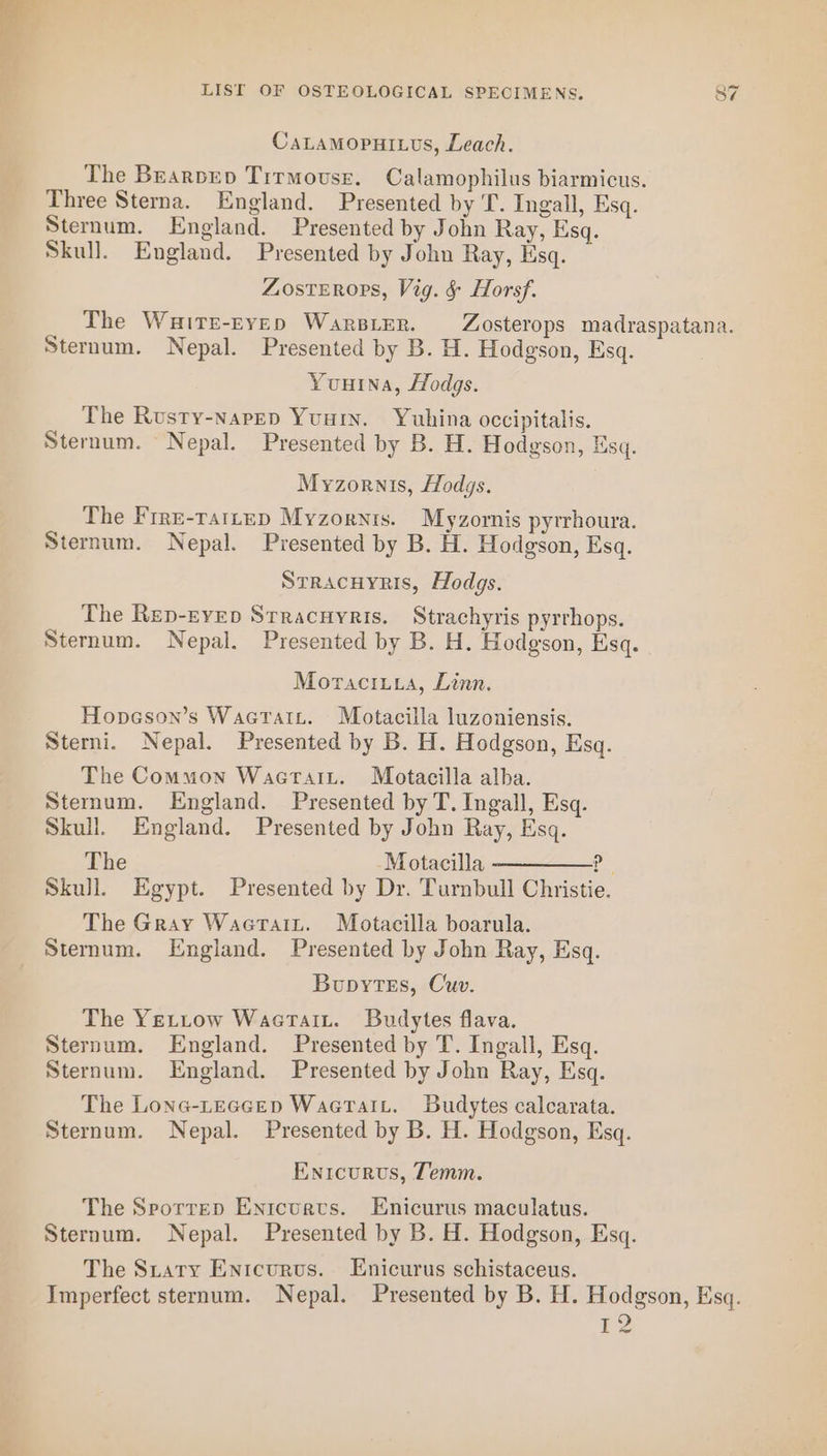 CaLaMopuitus, Leach. Three Sterna. England. Presented by T. Ingall, Esq. Sternum. England. Presented by John Ray, Esq. Skull. England. Presented by John Ray, Esq. ZostERors, Vig. &amp; Horsf. Sternum. Nepal. Presented by B. H. Hodgson, Esq. Yuuina, Hodgs. The Rusty-napep Yuury. Yuhina occipitalis. Sternum. Nepal. Presented by B. H. Hodgson, Esq. Myzornis, Hodgs. The Frre-rattep Myzornis. Myzornis pyrrhoura. Sternum. Nepal. Presented by B. H. Hodgson, Esq. Srracuyris, Hodgs. The Rep-evep Srracuyris. Strachyris pyrrhops. Sternum. Nepal. Presented by B. H. Hodgson, Esq. Moraciiia, Linn. Hopeson’s WaatTatiL. Motacilla luzoniensis. Sterni. Nepal. Presented by B. H. Hodgson, Esq. The Common Waecrtait. Motacilla alba. Sternum. England. Presented by T. Ingall, Esq. Skull. England. Presented by John Ray, Esq. The -Motacilla ————_? | Skull. Egypt. Presented by Dr. Turnbull Christie. The Gray Waertait. Motacilla boarula. Sternum. England. Presented by John Ray, Esq. Boupytes, Cuv. The Yettow Wacrait. Budytes flava. Sternum. England. Presented by T. Ingall, Esq. Sternum. England. Presented by John Ray, Esq. The Lone-Leccep Waerait. Budytes calcarata. Sternum. Nepal. Presented by B. H. Hodgson, Esq. Entrcurvs, Temm. The Seorrep Entcurvs. Enicurus maculatus. Sternum. Nepal. Presented by B. H. Hodgson, Esq. The Staty Entcurvus. Enicurus schistaceus. 72