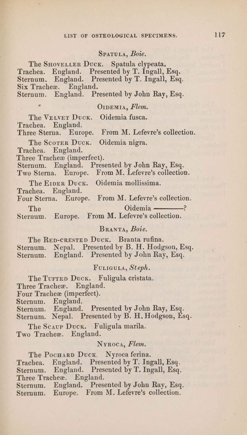 Spatuta, Doie. The SHovELLER Duck. Spatula clypeata. Trachea. England. Presented by T. Ingall, Esq. Sternum. England. Presented by T. Ingall, Esq. Six Trachee. England. Sternum. England. Presented by John Ray, Esq. . Orpemia, Flem. The Vetvet Duck. Oidemia fusca. Trachea. England. Three Sterna. Europe. From M. Lefevre’s collection. The Scorer Duck. Oidemia nigra. Trachea. England. Three Trachezx (imperfect). Sternum. England. Presented by John Ray, Esq. Two Sterna. Europe. From M. Lefevre’s collection. The E1per Duck. Oidemia mollissima. Trachea. England. Four Sterna. Europe. From M. Lefevre’s collection. The Oidemia —————? Sternum. Europe. From M. Lefevre’s collection. Branta, Bore. The Rep-crestED Duck. Branta rufina. Sternum. Nepal. Presented by B. H. Hodgson, Esq. Sternum. England. Presented by John Ray, Esq. Fuieua, Steph. The Turrep Duck. Fuligula cristata. Three Trachee. England. Four Trachee (imperfect). Sternum. England. Sternum. England. Presented by John Ray, Esq. Sternum. Nepal. Presented by B. H. Hodgson, Esq. The Scaup Duck. Fuligula marila. Two Trachee. England. Nyroca, Flem. The Pocnarp Duck. Nyvroca ferina. Trachea. England. Presented by T. Ingall, Esq, Sternum. England. Presented by T. Ingall, Esq. Three Trachee. England. Sternum. England. Presented by John Ray, Esq.