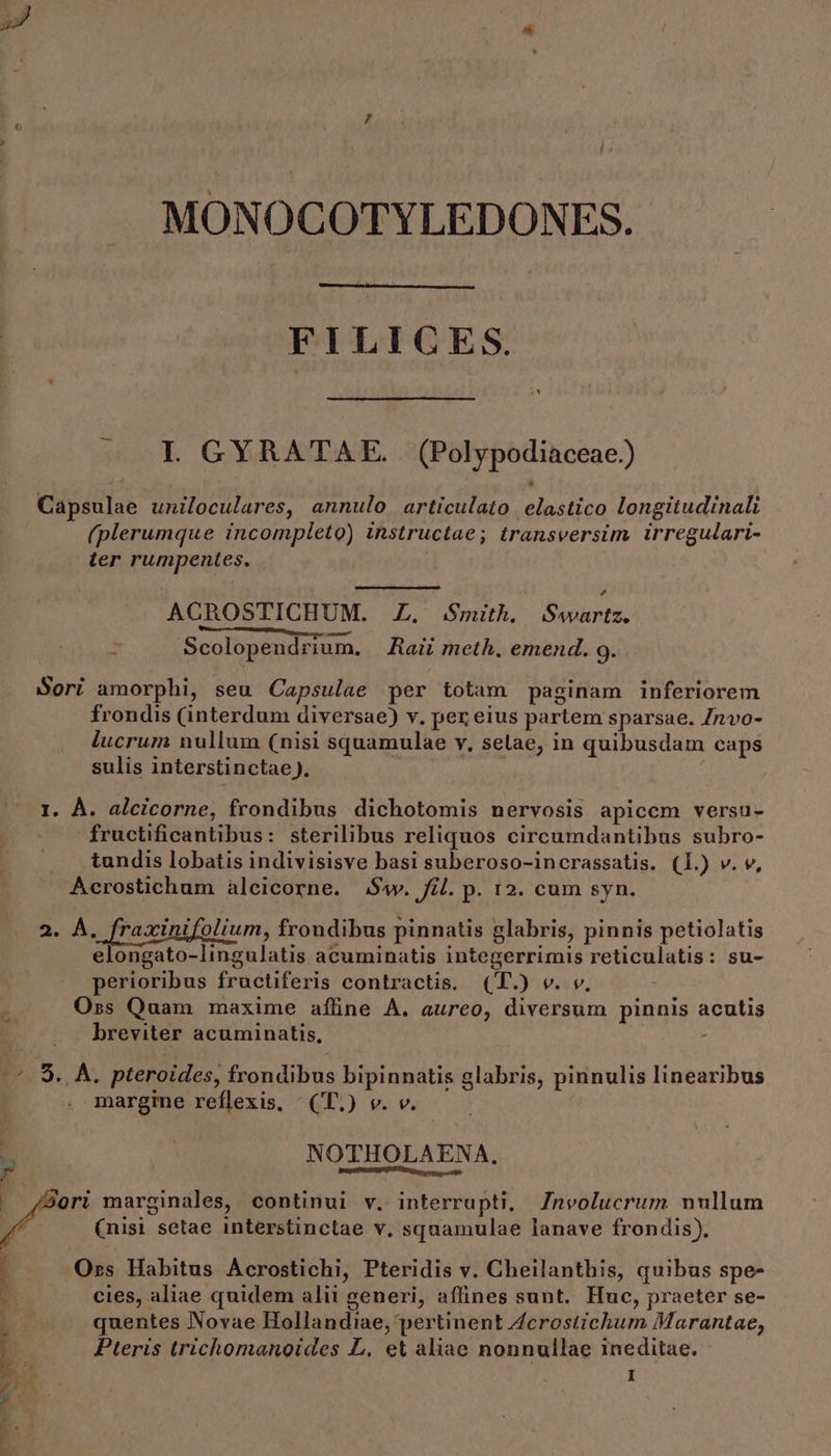 MONOCOTYLEDONES. FILIGES. IL GYRATAE. (Polypodiaceae.) Capsulae uniloculares, annulo articulato elastico longitudinali | (plerumque incompleto) instructae; transversim irregulari- ter rumpentes. ACROSTICHUM. Z. Smith. S rE: ; Ufer item A - Scolopendrium. | Rai meth. emend. 9. ori amorphi, seu Capsulae per totam paginam inferiorem frondis (interdum diversae) v. per eius partem sparsae. /nvo- lucrum nullum (nisi squamulae v, setae, in quibusdam caps sulis interstinctae ). | | I. À. alcicorne, frondibus dichotomis nervosis apicem versu- fructificantibus: sterilibus reliquos circumdantibus subro- tundis lobatis indivisisve basi suberoso-incrassatis. (1.) v. v, Acrostichum àlcicorne. $4w. fil. p. 12. cum syn. 2. À. fraxinifolium, frondibus pinnatis glabris, pinnis petiolatis elongato-lingulatis acuminatis integerrimis reticulatis: su- perioribus fructiferis contractis. (T.) v. v. Oss Quam maxime affine A. aureo, diversum pinnis acutis breviter acuminatis, - | *. 9. A. pteroides, frondibus bipinnatis glabris, pinnulis linearibus margime reflexis, (T.) v. v. * NOTHOLAENA, r Losmmetdliit red — Seri marginales, continui v. interrupti, Znvolucrum nullum (nisi setae interstinctae v, squamulae lanave frondis). 1 Ozs Habitus Acrostichi, Pteridis v. Cheilanthis, quibus spe- cies, aliae quidem alii generi, affines sunt. Huc, praeter se- quentes Novae Hollandiae, pertinent ZAcrostichum Marantae, Pteris trichomanoides L, et aliae nonnullae ineditae.