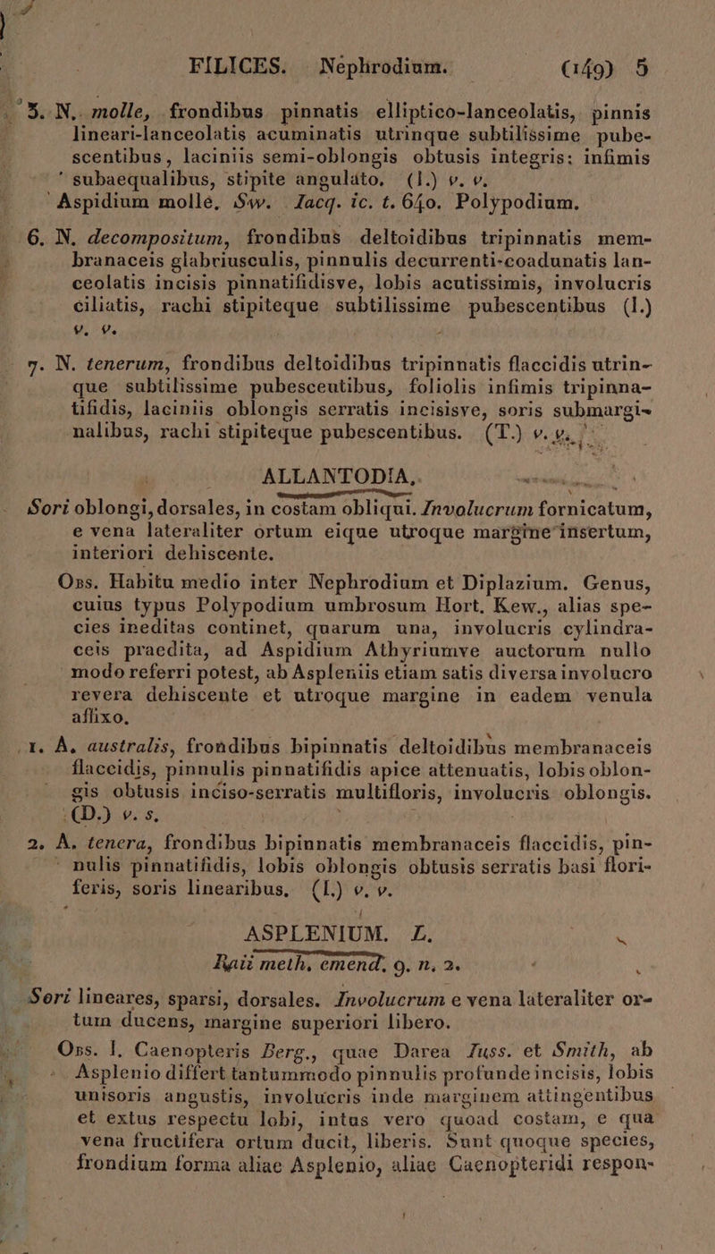 (L5. N,omolle, frondibus. pinnatis elliptico-lanceolatis, pinnis | lineari-lanceolatis acuminatis utrinque subtilissime pube- scentibus, laciniis semi-oblongis obtusis integris: infimis  subaequalibus, stipite anguláto, (1.) v. v. Aspidium molle, $ww. . Jacq. ic. t. 650. Polypodium. - 6. N. decompositum, frondibus deltoidibus tripinnatis mem- branaceis glabriusculis, pinnulis decurrenti-coadunatis lan- ceolatis incisis pinnatifidisve, lobis acutissimis, involucris ciliatis, rachi stipiteque subtilissime pubescentibus (l.) 9. 9. 7. N. tenerum, frondibus deltoidibus tripinnatis flaccidis utrin- que subtilissime pubesceutibus, foliolis infimis tripinna- üfidis, laciniis oblongis serratis incisisve, soris submargi« nalibus, rachi stipiteque pubescentibus. (T.) v. Ml ALLANTOD!A,. Meguicutpagiit ir . , Sori oblongi, dorsales, in costam obliqui. Znvolucrum fornicatum, e vena lateraliter ortum eique utroque margine'insertum, interiori dehiscente. Oss. Habitu medio inter Nephrodium et Diplazium. Genus, cuius typus Polypodium umbrosum Hort, Kew., alias spe- cies ineditas continet, quarum una, inyolucris cylindra- ceis praedita, ad Aspidium Athyriumve auctorum nullo modo referri potest, ab Aspleniis etiam satis diversa involucro revera dehiscente et utroque margine in eadem venula afhixo. x. À. australis, frondibus bipinnatis deltoidibus membranaceis flaceidis, pinnulis pinnatifidis apice attenuatis, lobisoblon- gis obtusis inciso-serratis multifloris, involucris oblongis. : QD.) v. s. ; F | 2. À. tenera, frondibus bipinnatis membranaceis flaccidis, pin- . nulis pinnatifidis, lobis oblongis obtusis serratis basi flori- feris, soris linearibus, (L) v. v. - ASPLENIUM. Z. | A Raii meth, emend, 9. n, 2. Seri lineares, sparsi, dorsales. Znvolucrum e vena lateraliter or- tum ducens, margine superiori libero. Oss. I. Caenopteris Berg., quae Darea Zuss. et Smith, ab 4 :-. Asplenio differt tantummodo pinnulis profunde incisis, lobis unisoris angustis, involucris inde marginem attingentibus et extus respectu lobi, intus vero quoad costam, e qua vena fruciifera ortum ducit, liberis. Sunt quoque species, frondium forma aliae Asplenio, aliae Caenopteridi respon- 3