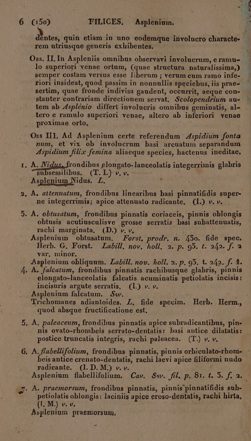 dentes, quin etiam in uno eodemque involucro characte- rem utriusque generis exhibentes. E Oss. II. In Aspleniis omnibus observavi involucrum, e rarau- - lo superiori vénae ortum, (quae structura naturalissima,) semper costam versus esse liberum ; verum cum ramo infe- riori insideat, quod passim in nonnullis speciebus, iis prae- sertim, quae fronde indivisa gaudent, occurrit, aeque con- . stanter contrariam directionem servat. Scolopendrium au« tem ab Zsplénio differt involucris omnibus geminatis, al- - tero e ramulo superiori venae, altero ab inferiori venae proximae. orto, Oss IIl. Ad Asplenium certe referendum 4spidium fonta num, et vix ob involucrum basi arcuatum separandum Aspidium filix femina aliaeque species, hactenus ineditae., I. A. idus. frondibus £longato-lanceolatis integerrimis glabris subsessilibus, (T. L) v. v. Asplenium Nidus. Z. , 2, A. attenuatum, frondibus linearibus basi pinnatifidis super- ne integerrimis; apice attenuato radicante, (1.) v. v.- 9. A. obtusatum, frondibus pinnatis coriaceis, pinnis oblongis obtusis acutiusculisve grosse serratis basi subattenuatis, rachi marginata, (D.) v. v. Mr Asplenium obtusatum, — Forst, prodr. n. 5o. fide spec. Herb. G. Forst. Labill. nov. holl, 2. p. 95. t. 242. f. a var, minor. , Asplenium obliquum. Zabill, nov. holl. 5. p. 95. t. 242. f. 4. 4. A. falcatum, frondibus pinnatis rachibusque glabris, pinnis elongato-lanceolatis falcatis acuminatis petiolatis incisis; - incisuris argute serratis, (1L) vw. v. . . Asplenium falcatum. $q. Trichomanes adiantoides. £L, fide specim. Herb. Herm., quod absque fructificatione est, 5. À. paleaceum, frondibus. pinnatis apice subradicantibus, pin- nis ovato-rhombeis serrato-dentatis: basi antice dilatatis: postice truncatis integris, rachi paleacea, (T.) v. v, 6. A. flabellifolium, frondibus pinnatis, pinnis orbiculato-rhom- beis antice crenato-dentatis, rachi laevi apice filiformi nudo - radicante. (1I. D. M.) v. v. T Asplenium flabellifolium, | Cav. Sav. fil, p. 81. t. 5. f. 2. — QJ A. praemorsum, frondibus pinnatis, pinnis pinnatifidis sub- - petiolatis oblongis; laciniis apice eroso-dentatis, rachi hirta, (I. M.) v. v, Asplenium praemorsum,